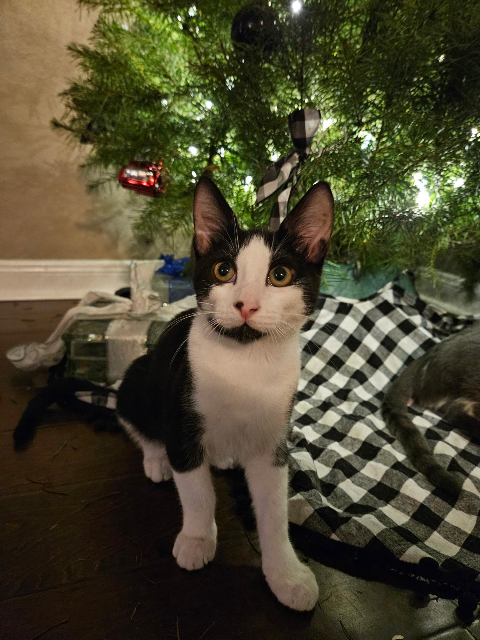 Enlarge Felix, a Adoptable Domestic Short Hair in Brooksville, FL image 1/2