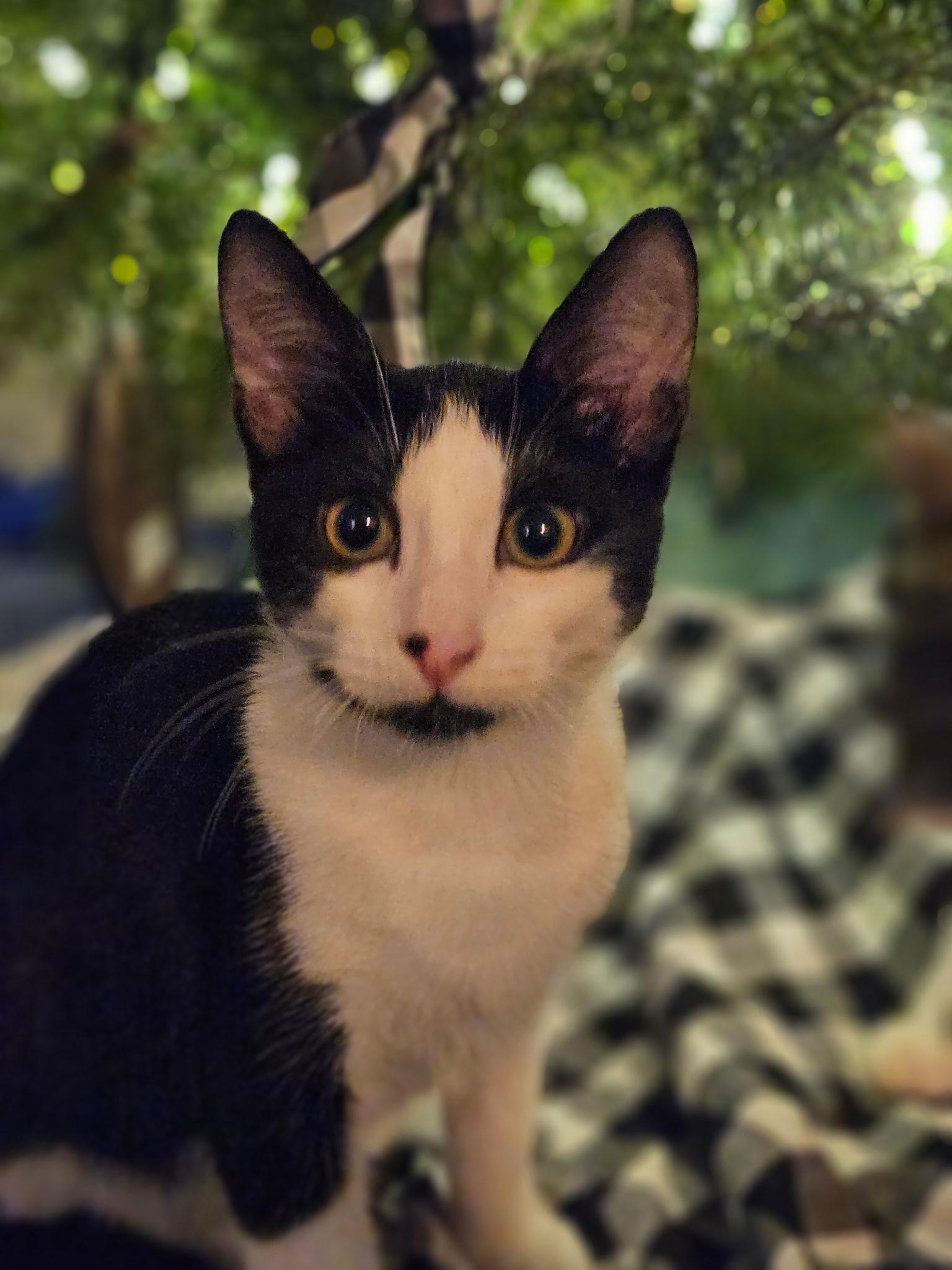 Enlarge Felix, a Adoptable Domestic Short Hair in Brooksville, FL image 2/2