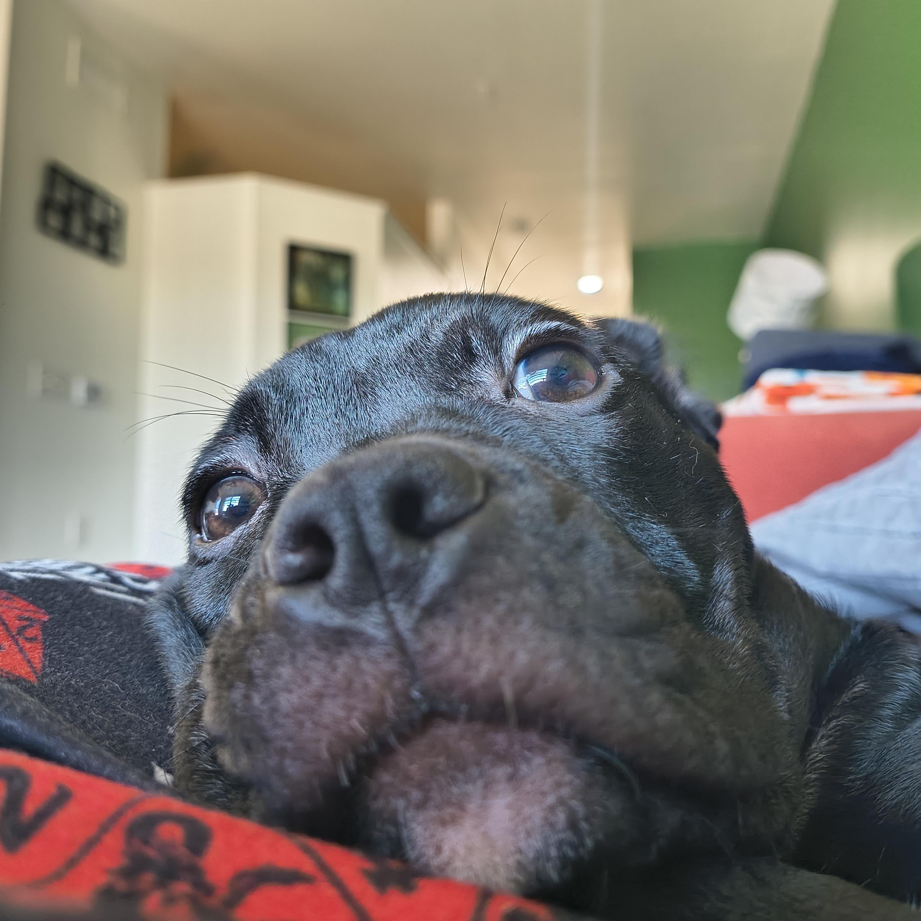 Enlarge Leliana, a ADOPTABLE mixed breed in Plano, TX image 6/6