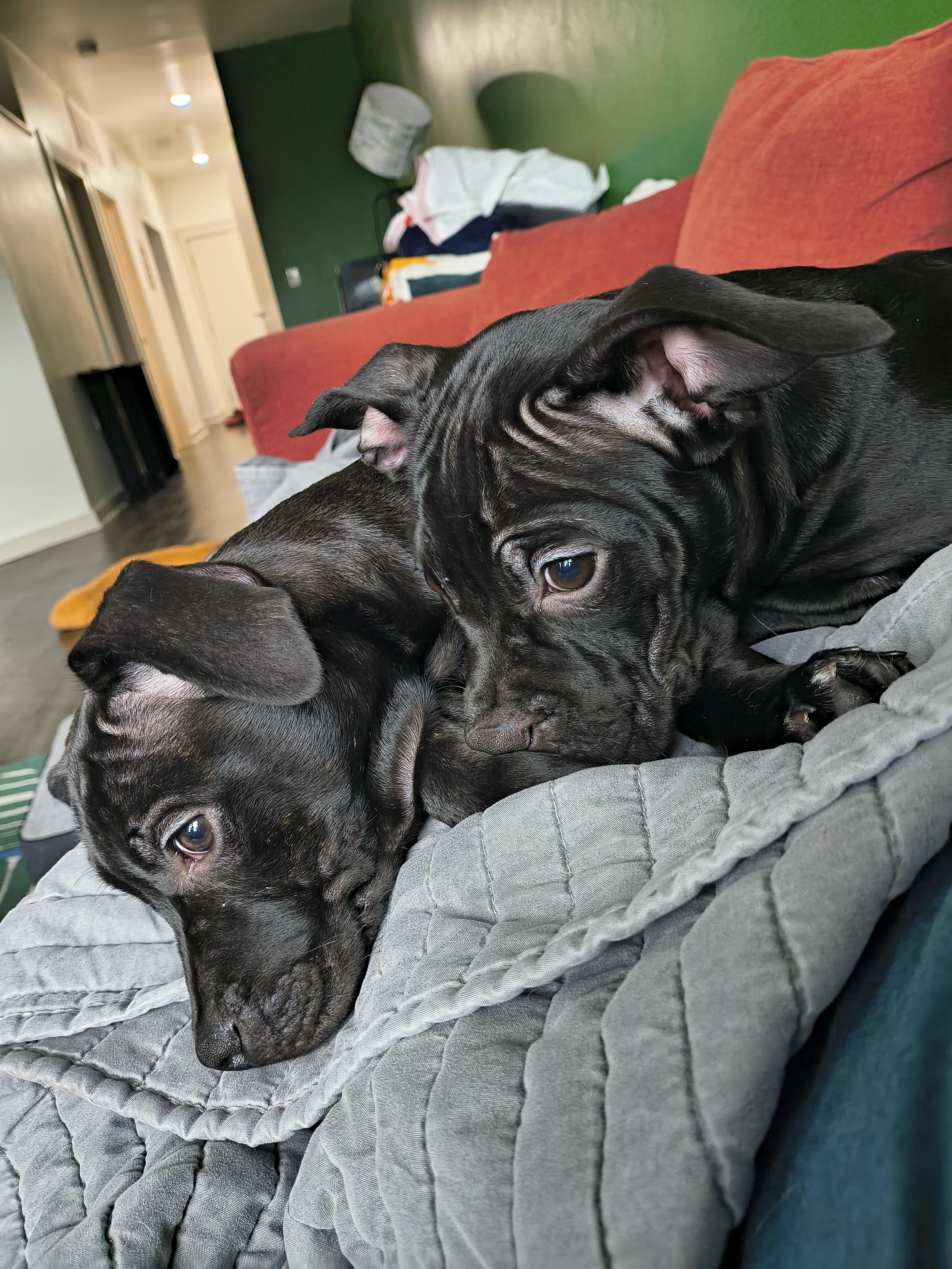 Enlarge Leliana, a ADOPTABLE mixed breed in Plano, TX image 4/6