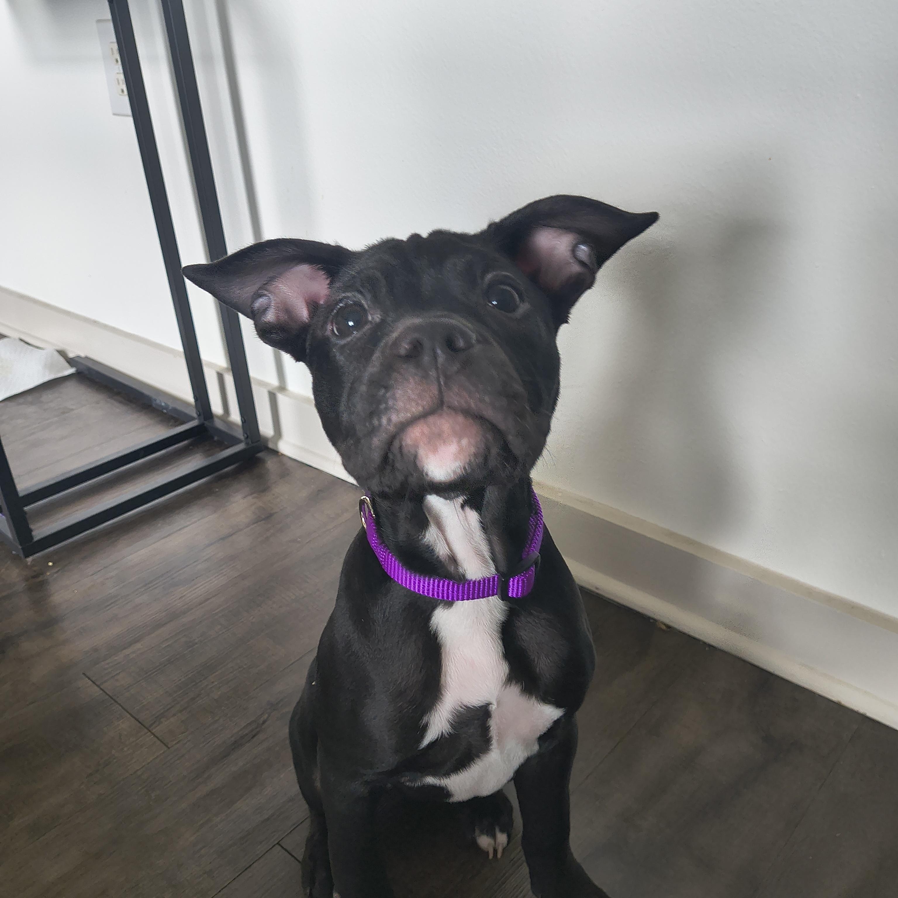 Enlarge Leliana, a ADOPTABLE mixed breed in Plano, TX image 2/6