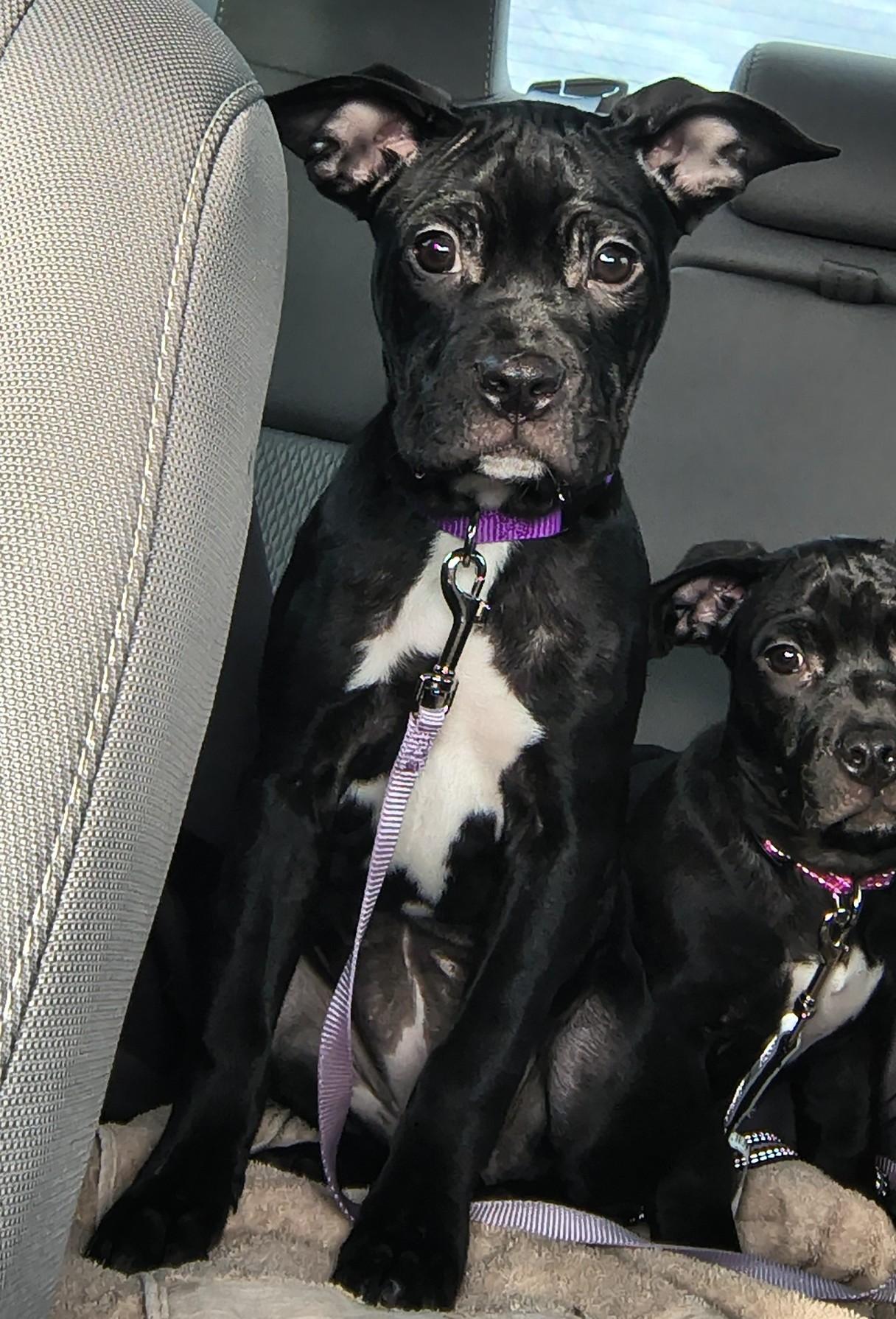 Enlarge Leliana, a ADOPTABLE mixed breed in Plano, TX image 3/6