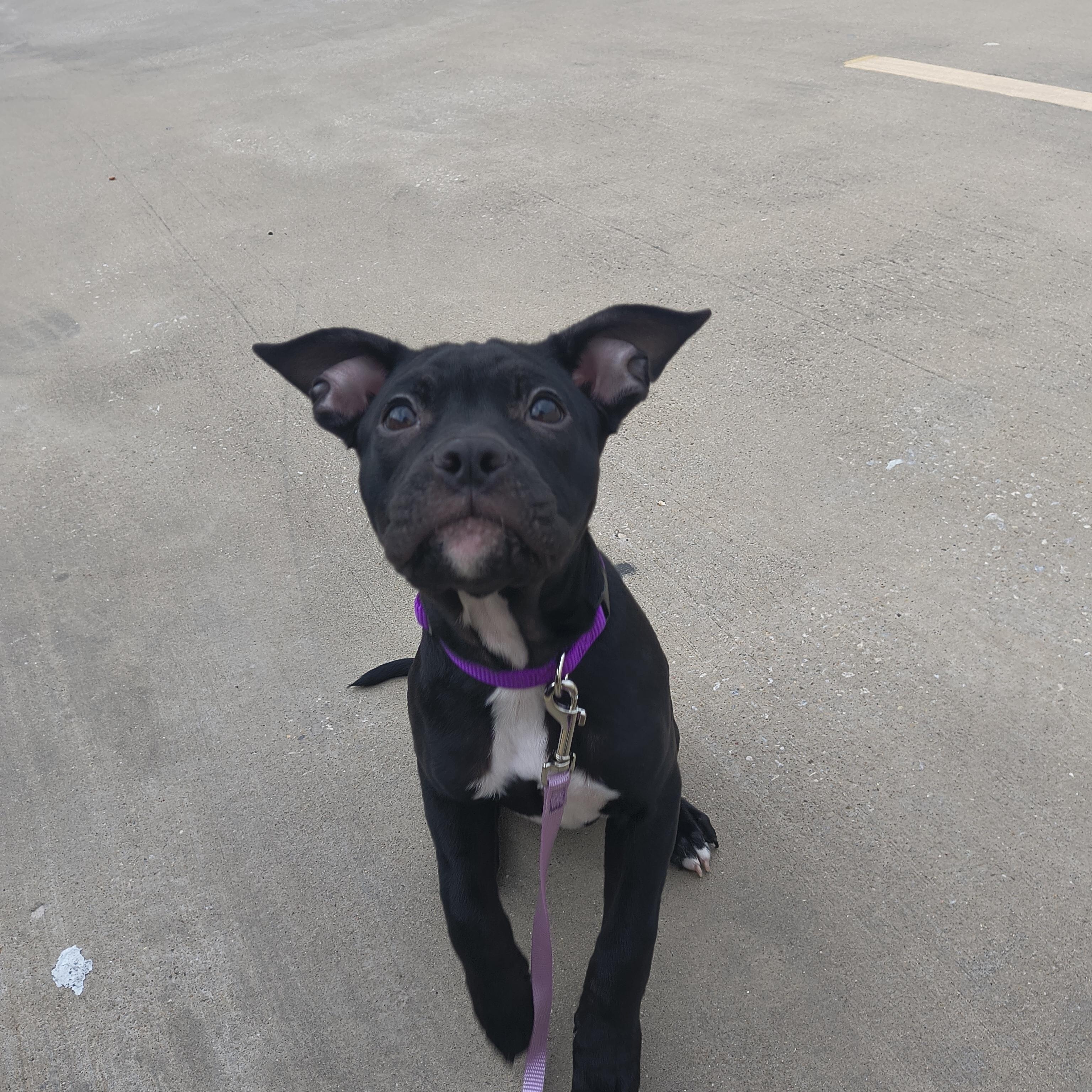 Enlarge Leliana, a ADOPTABLE mixed breed in Plano, TX image 5/6