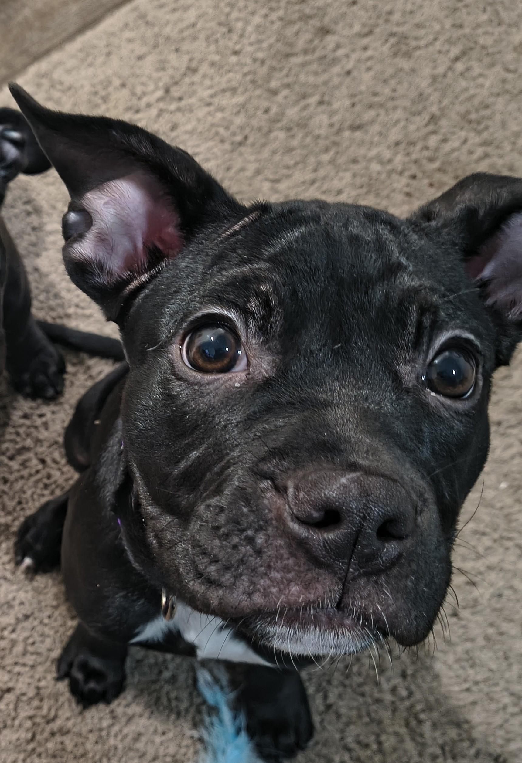 Enlarge Leliana, a ADOPTABLE mixed breed in Plano, TX image 1/6