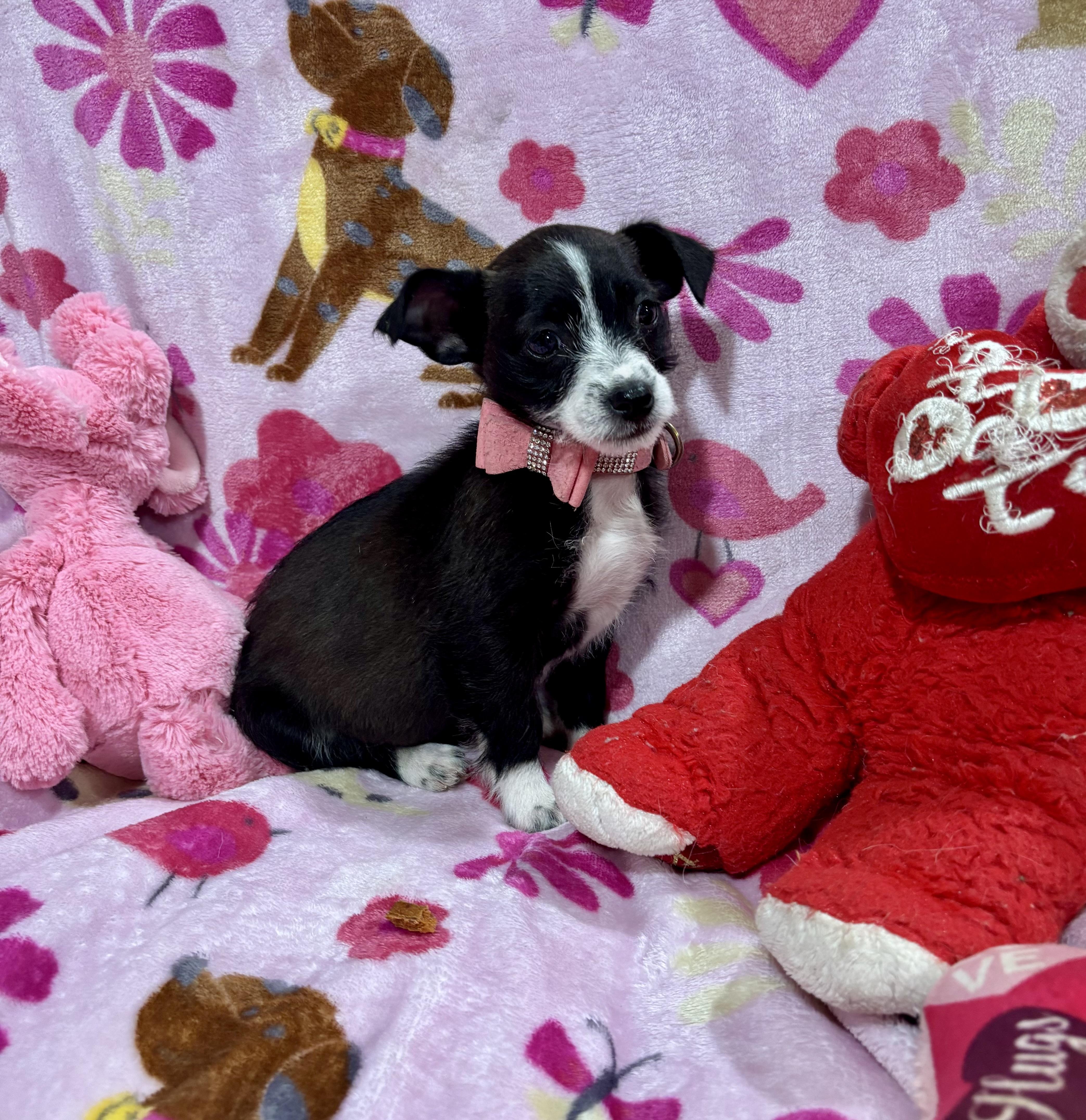 Enlarge Oreo, an adopted mixed breed in Foster, OR image 2/6