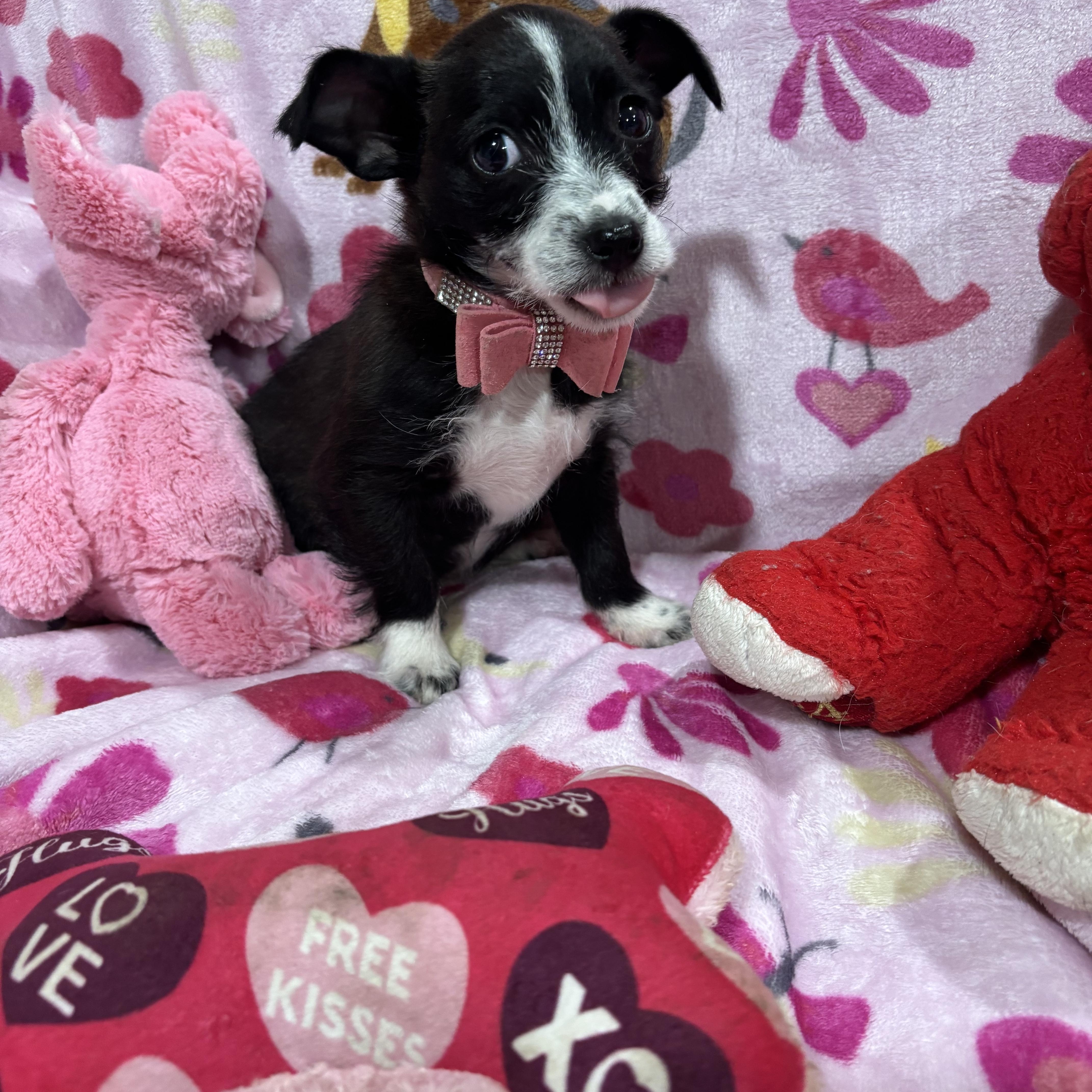 Enlarge Oreo, an adopted mixed breed in Foster, OR image 5/6