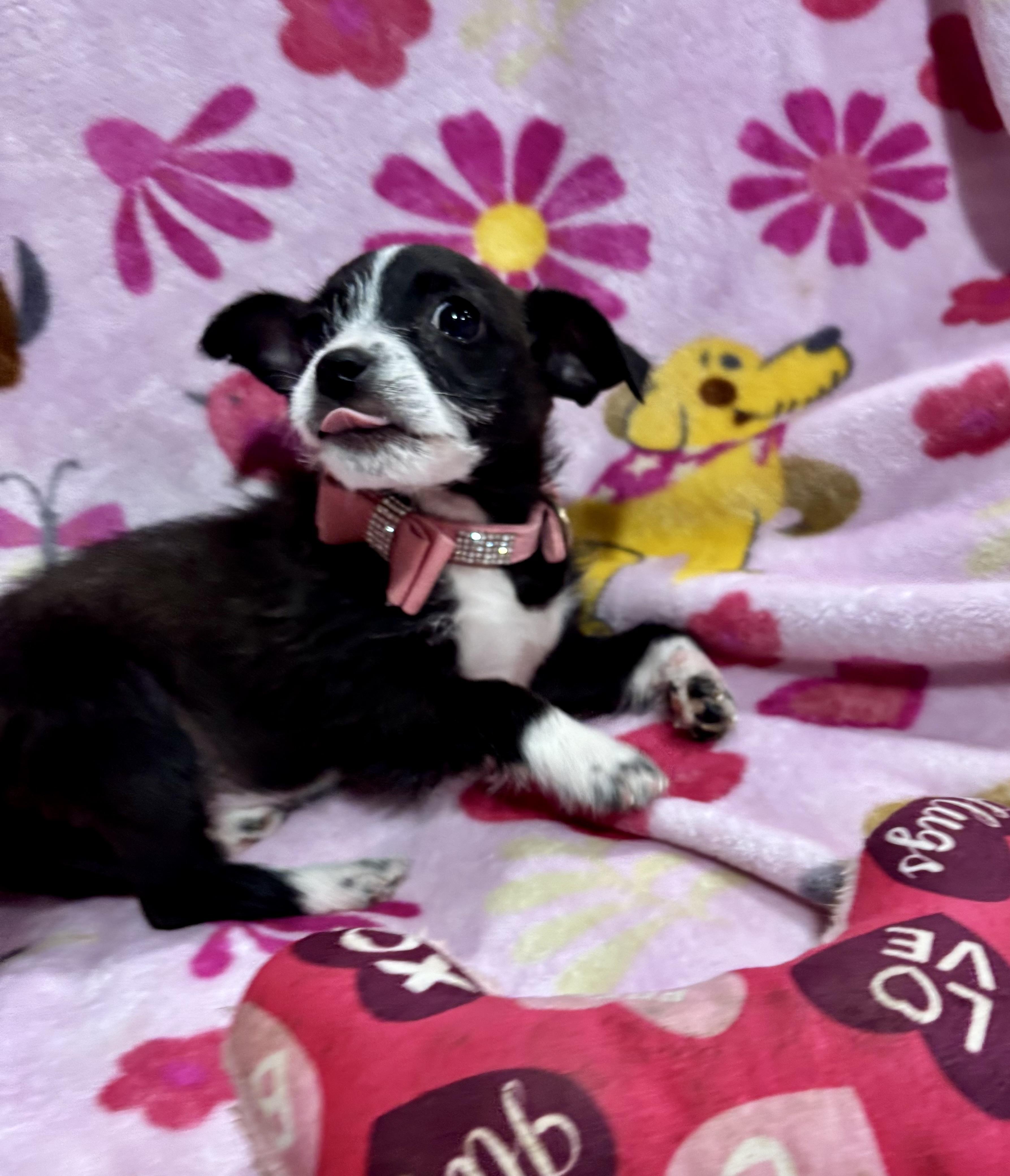 Enlarge Oreo, an adopted mixed breed in Foster, OR image 6/6