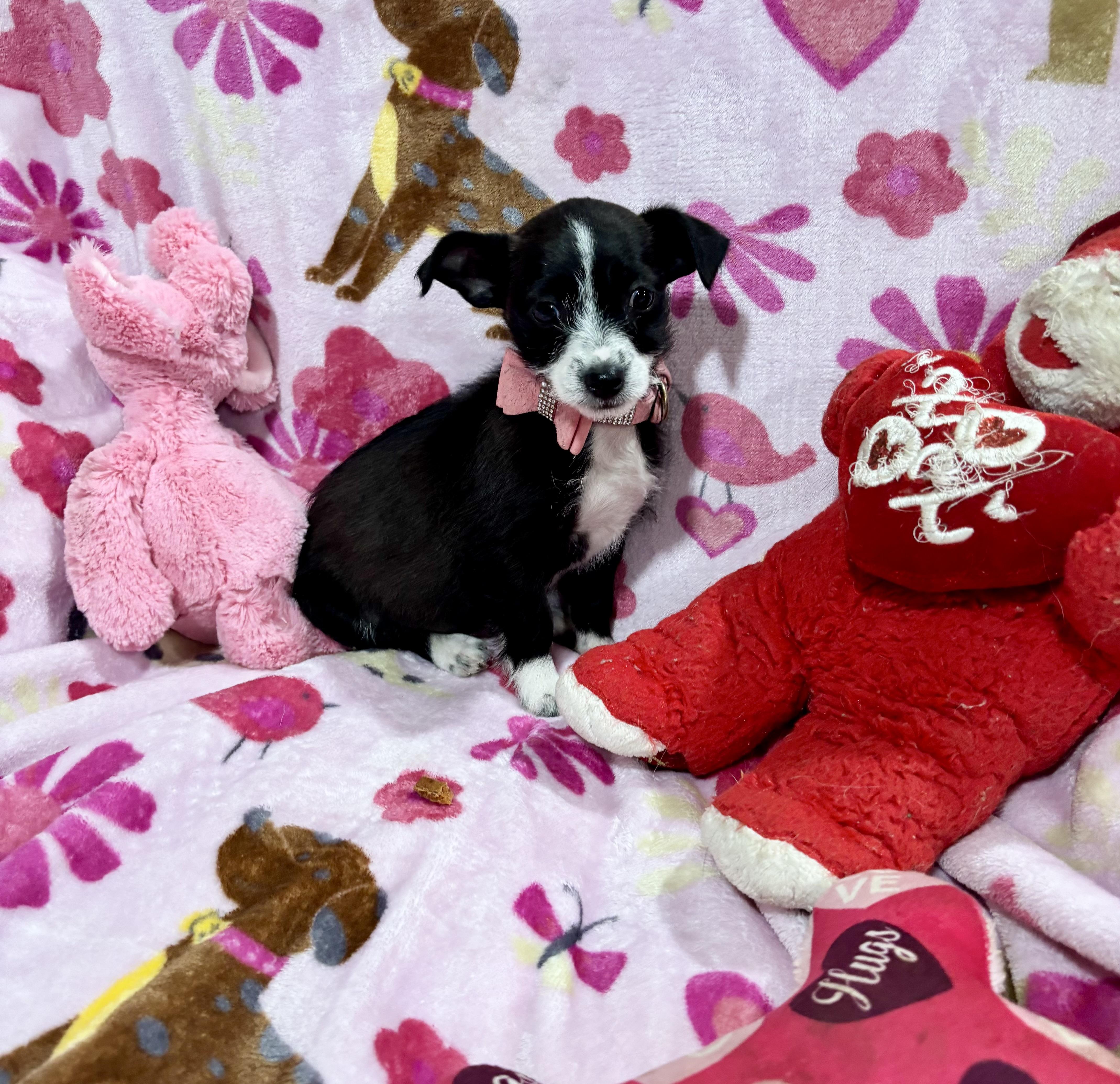 Enlarge Oreo, an adopted mixed breed in Foster, OR image 1/6