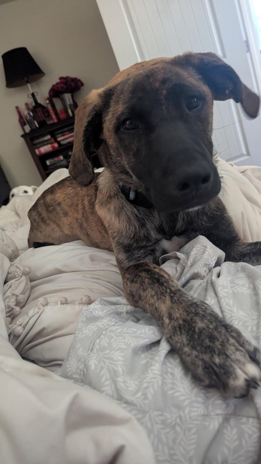 Badger-Courtesy Listing see info, a ADOPTABLE Mixed Breed in Polson, MT image 5/5