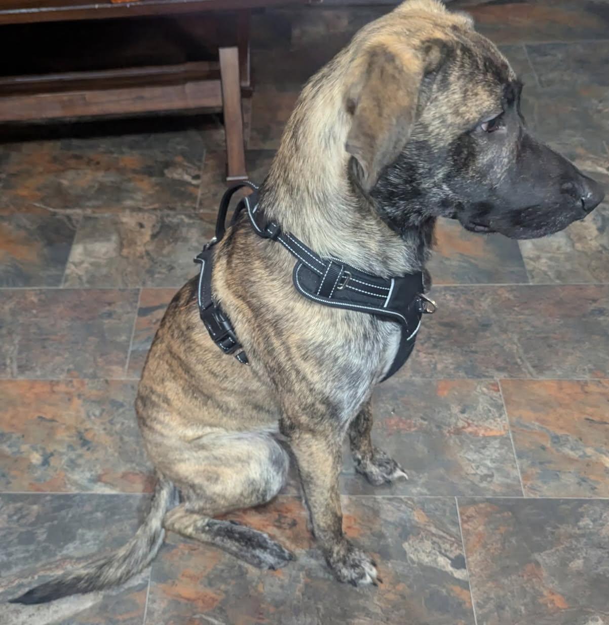 Badger-Courtesy Listing see info, a ADOPTABLE Mixed Breed in Polson, MT image 4/5