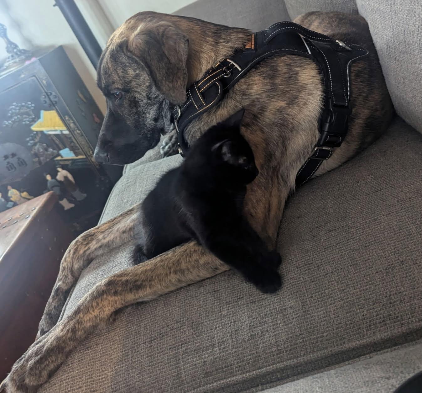 Badger-Courtesy Listing see info, a ADOPTABLE Mixed Breed in Polson, MT image 2/5