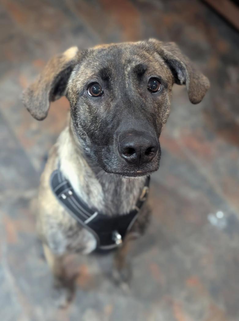 Badger-Courtesy Listing see info, a ADOPTABLE Mixed Breed in Polson, MT image 1/5