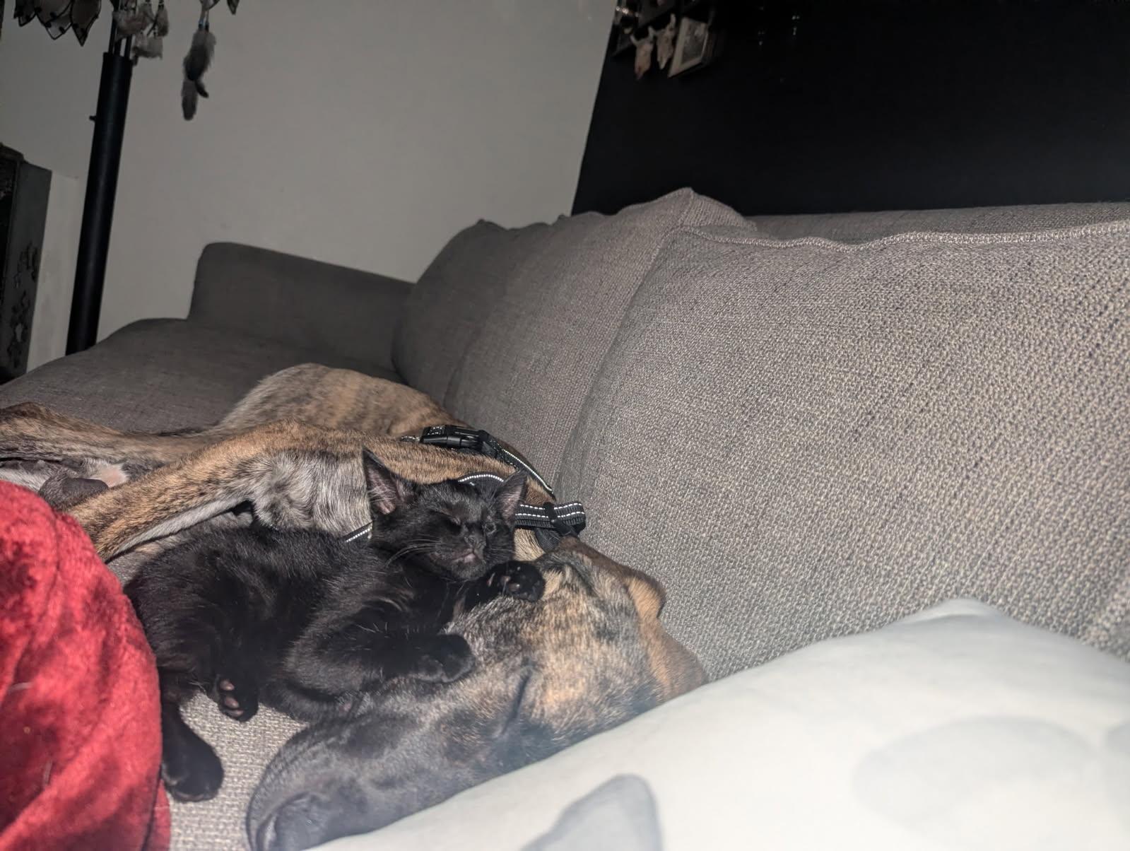 Badger-Courtesy Listing see info, a ADOPTABLE Mixed Breed in Polson, MT image 3/5