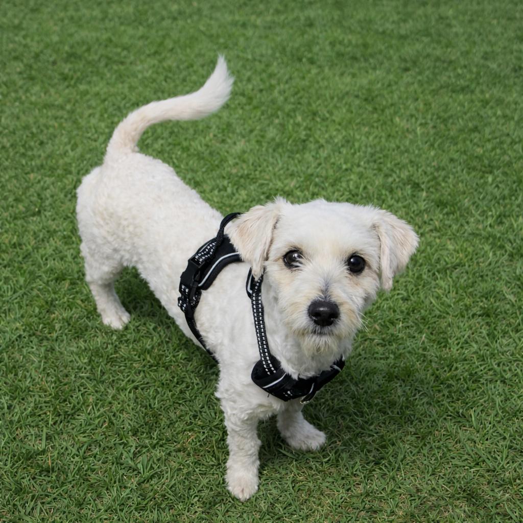 Sugar, Adoptable, Adult Male Poodle & Maltese.