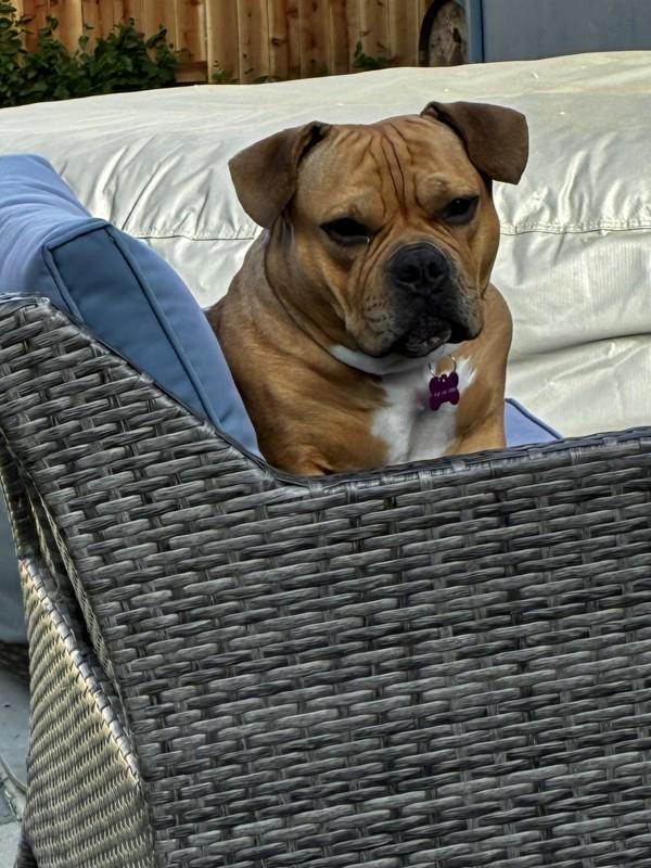 Zeta, Adoptable, Adult Female American Bulldog.