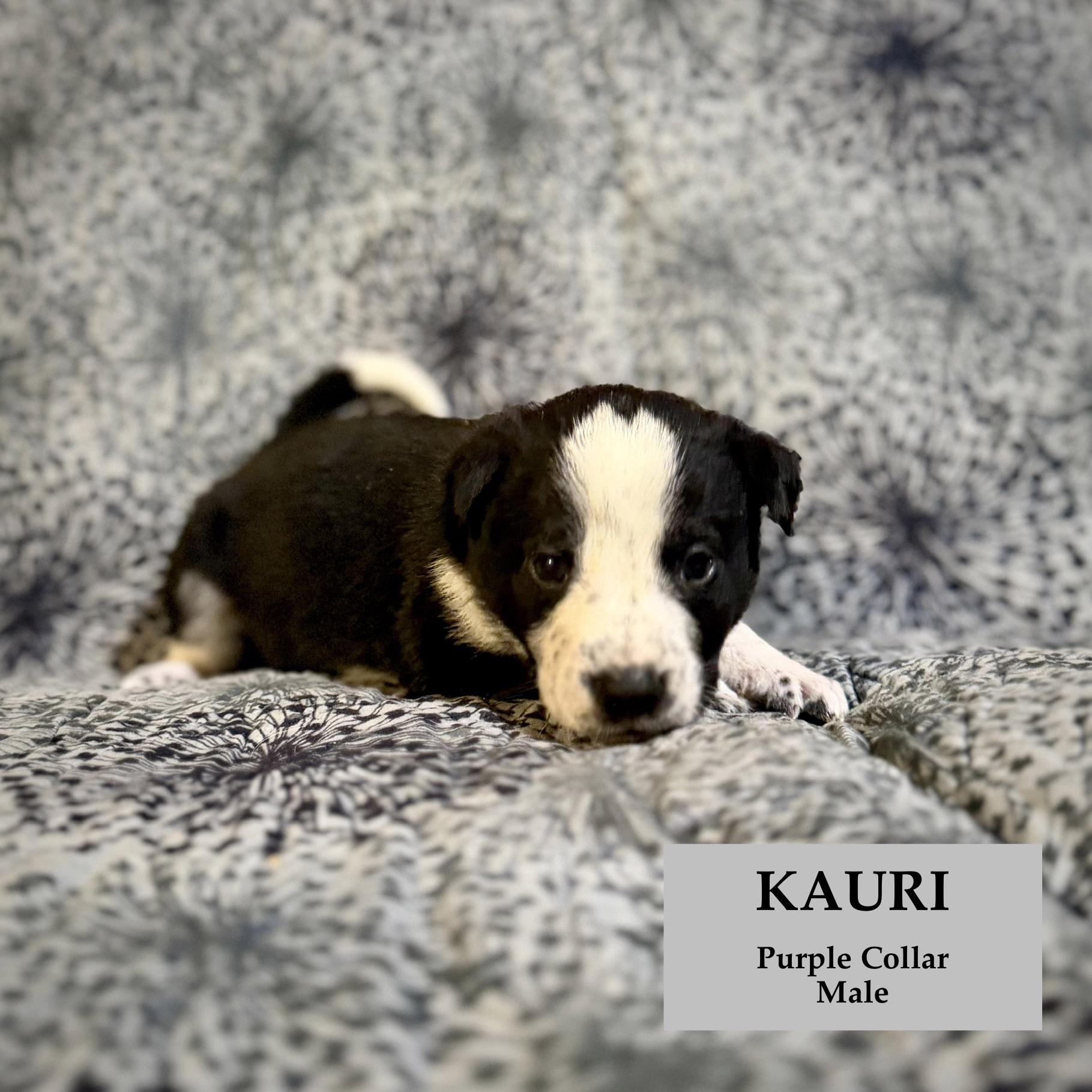 Kauri, ADOPTABLE, Puppy Male German Shepherd Dog.