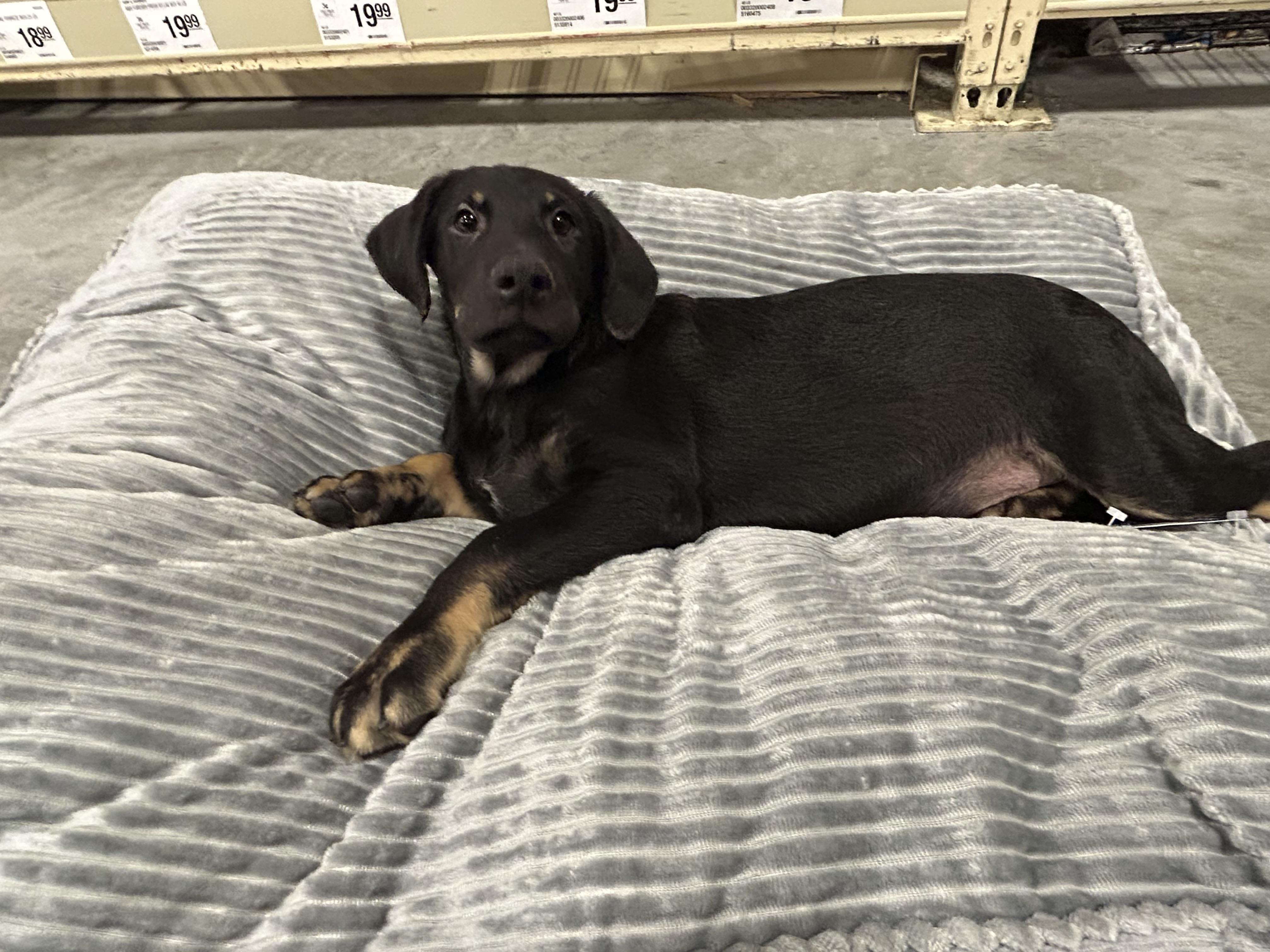 JD, an adoptable Labradoodle, Black Labrador Retriever in Baker, LA, 70714 | Photo Image 4