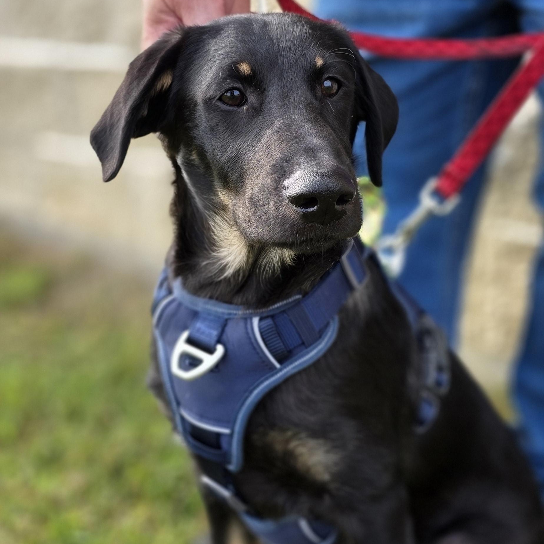 JD, a Adoptable mixed breed image 2/4