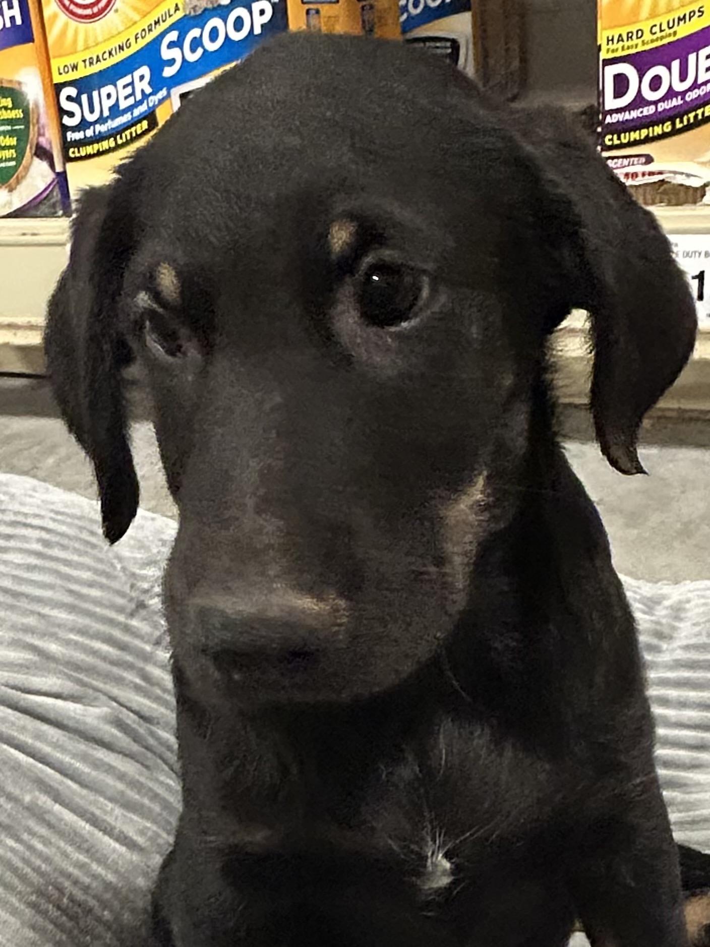 JD, an adoptable Labradoodle, Black Labrador Retriever in Baker, LA, 70714 | Photo Image 2