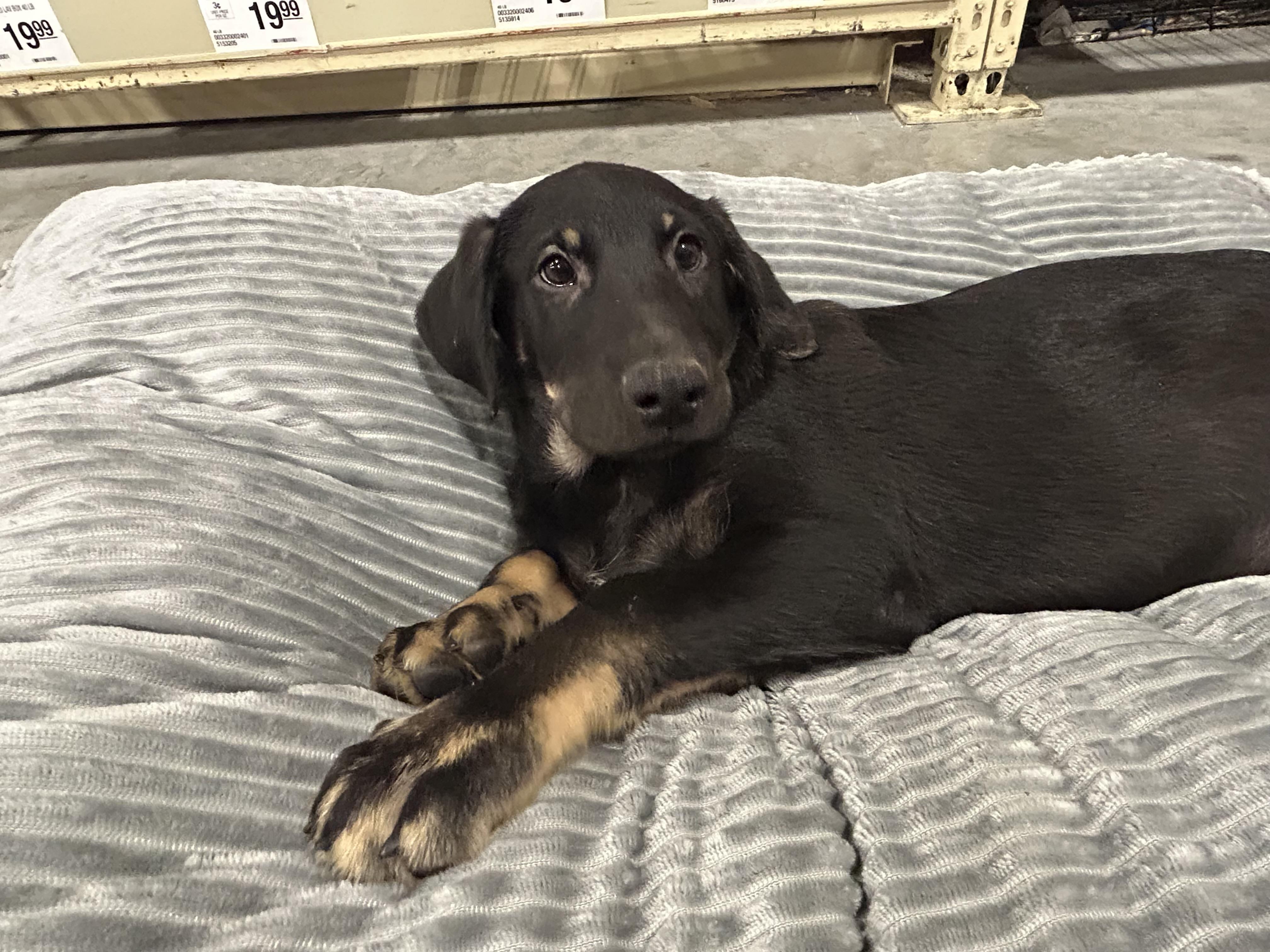 JD, an adoptable Labradoodle, Black Labrador Retriever in Baker, LA, 70714 | Photo Image 3