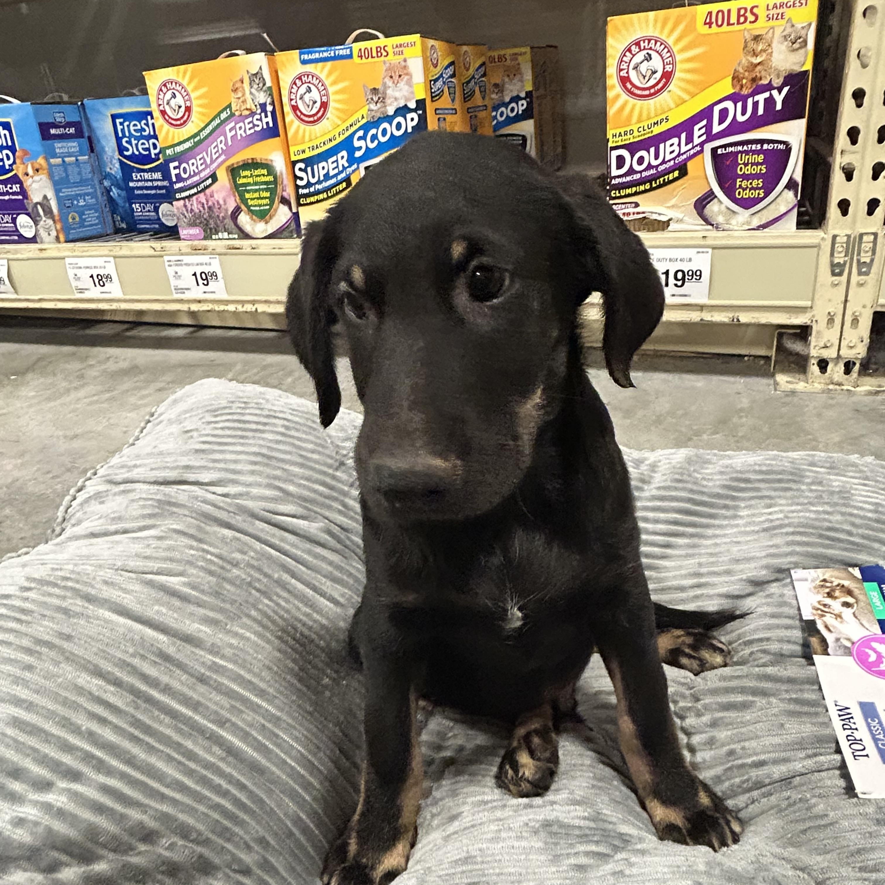 JD, an adoptable Labradoodle, Black Labrador Retriever in Baker, LA, 70714 | Photo Image 5