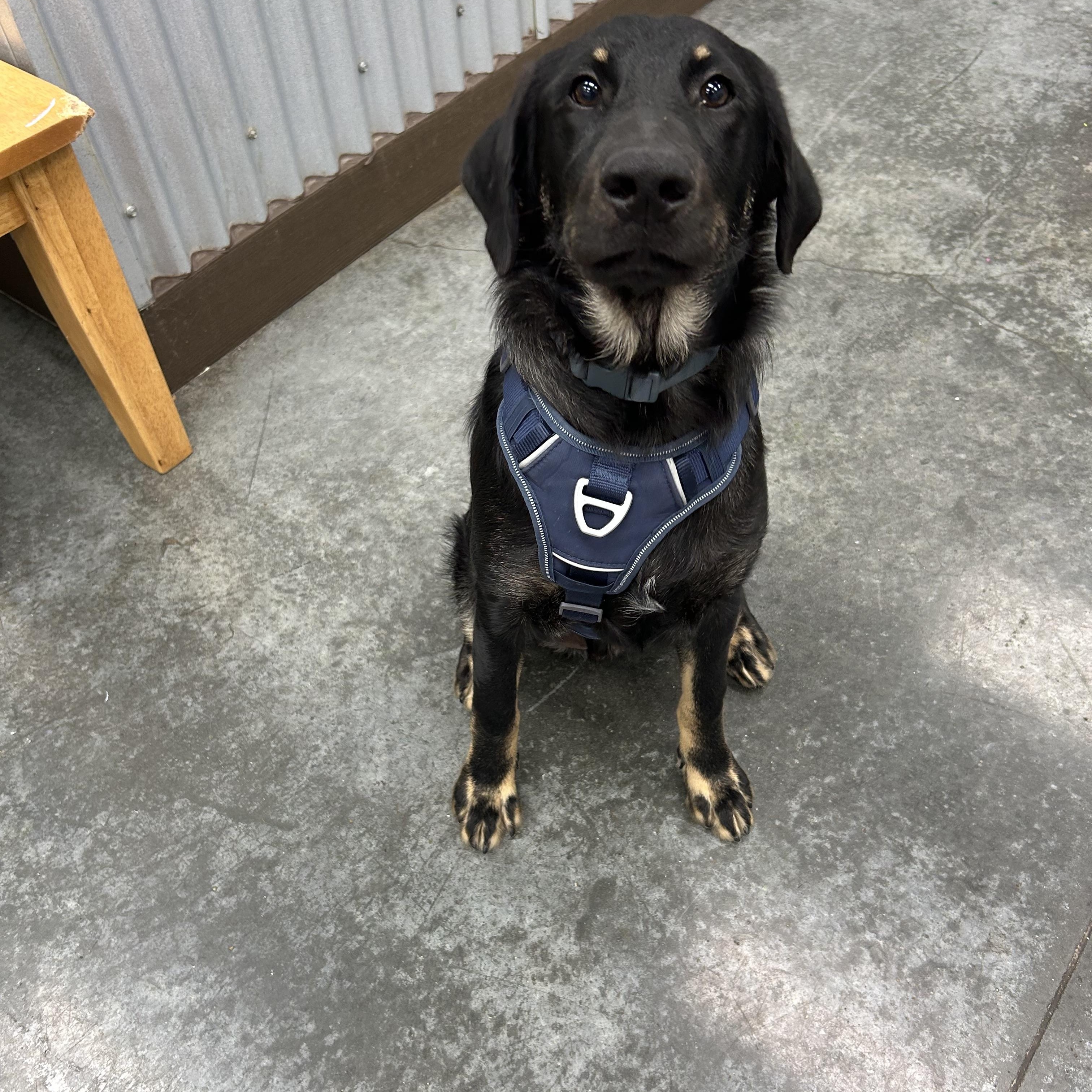 JD, Adoptable, Young Male Labradoodle & Black Labrador Retriever.