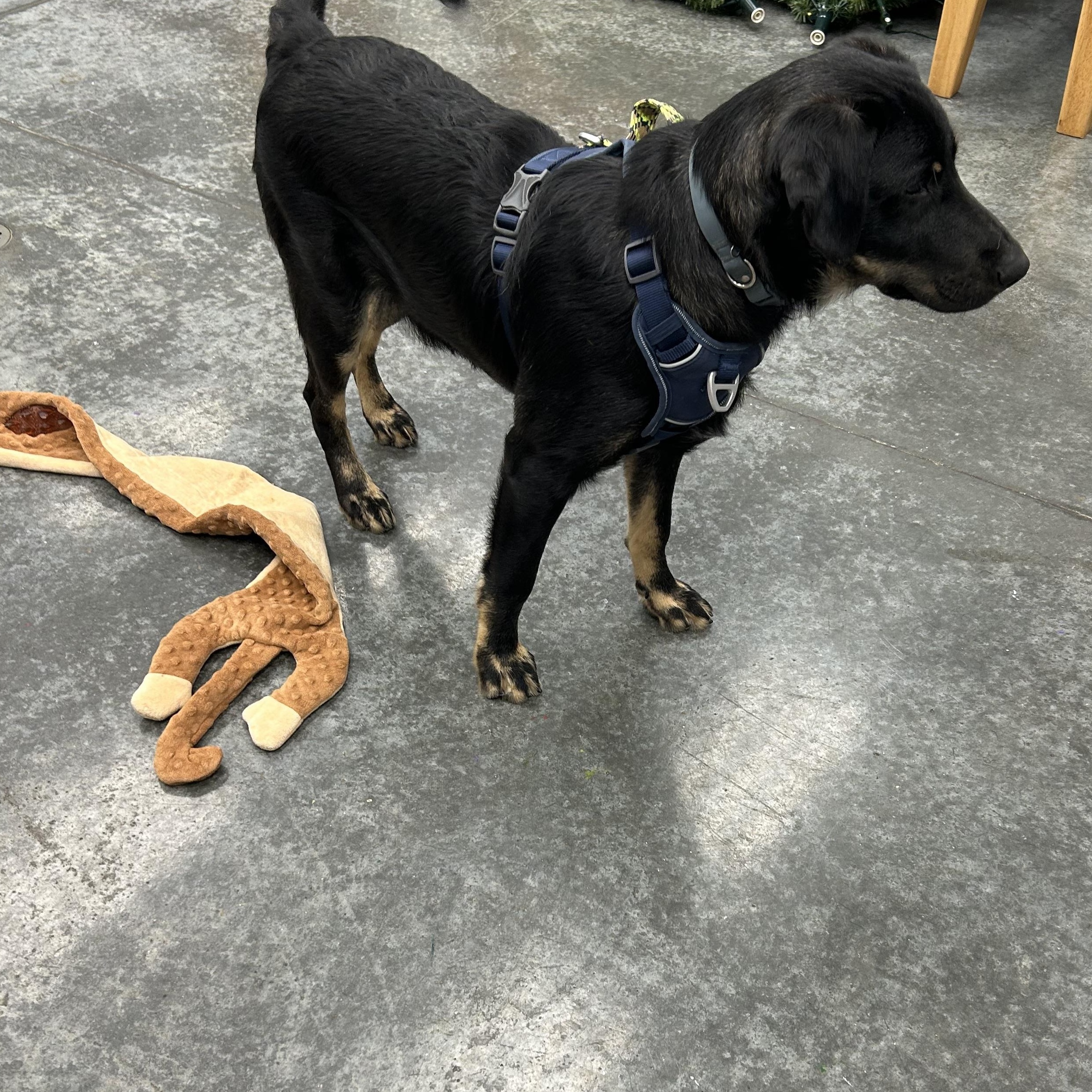 Enlarge JD, a Adoptable mixed breed in Baker, LA image 4/4