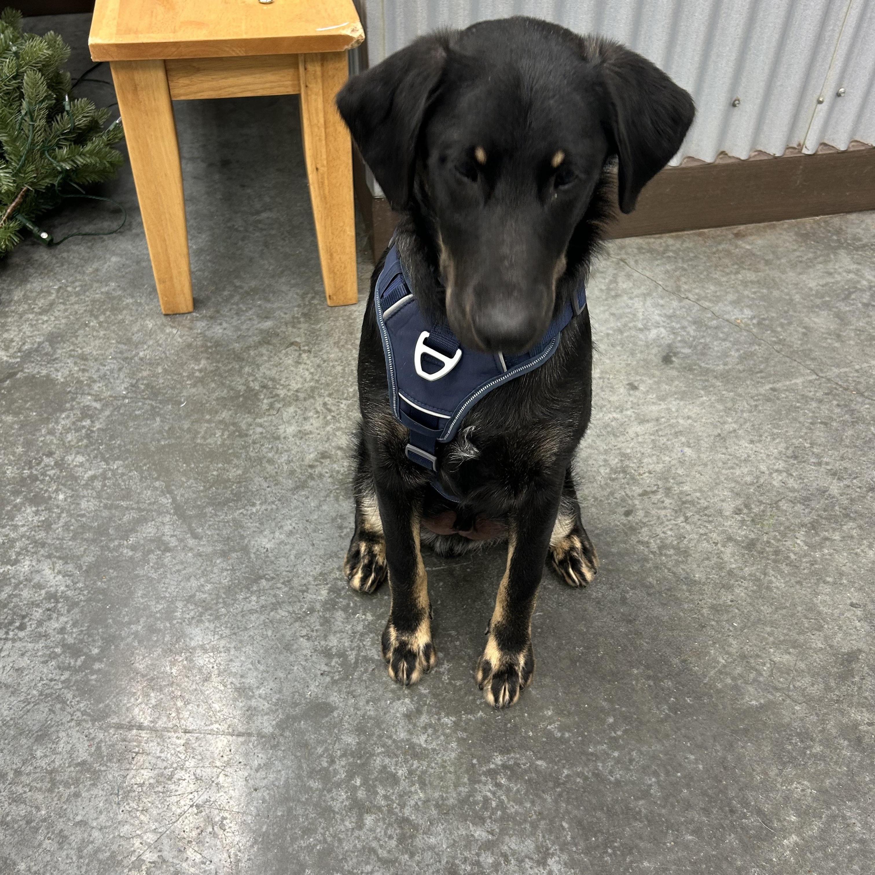 Enlarge JD, a Adoptable mixed breed in Baker, LA image 3/4