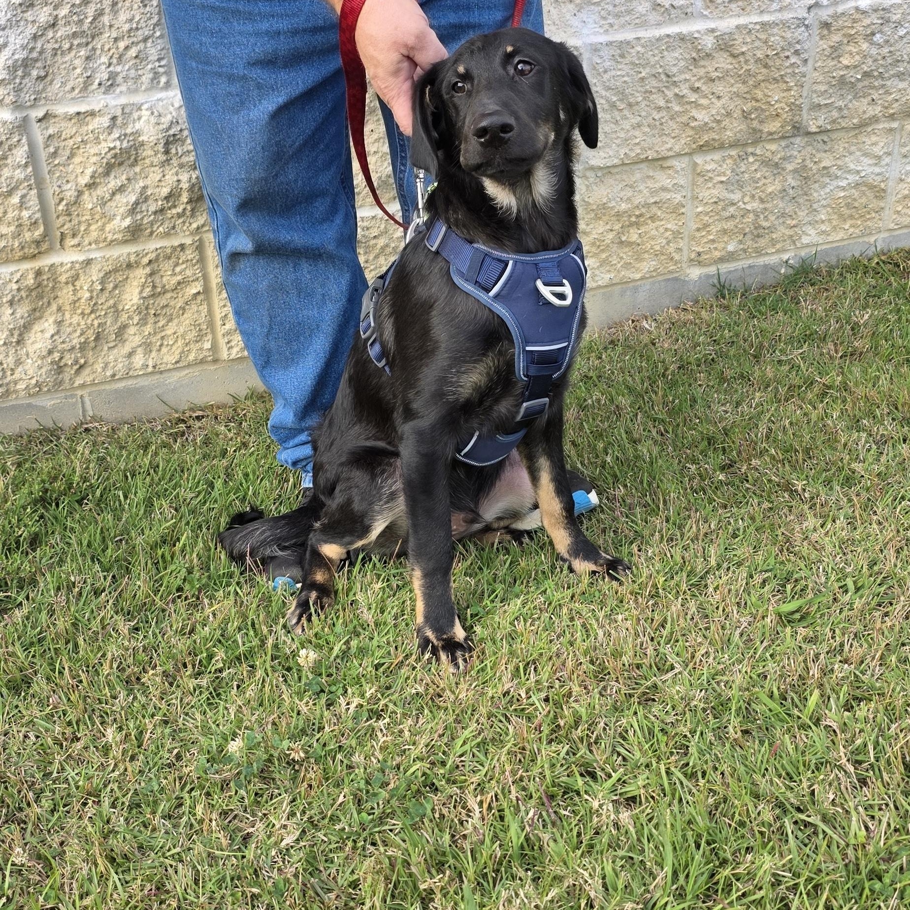 JD, Adoptable, Young Male Labradoodle & Black Labrador Retriever.