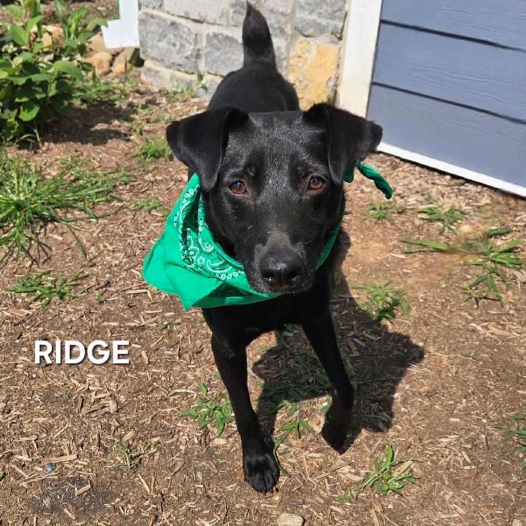 Ridge, Adoptable, Adult Male Feist & Mixed Breed.