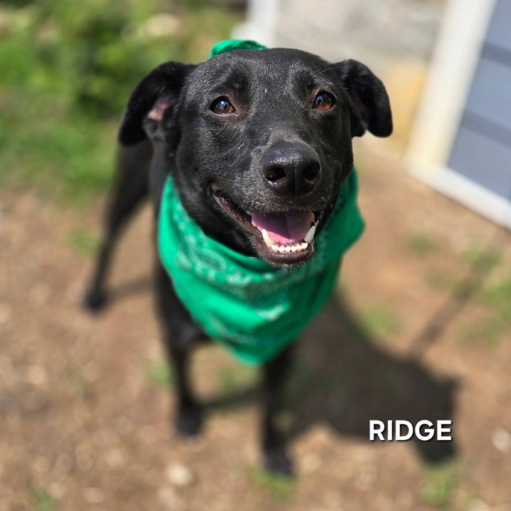 Enlarge Ridge, a Adoptable mixed breed in Madisonville, TN image 2/4