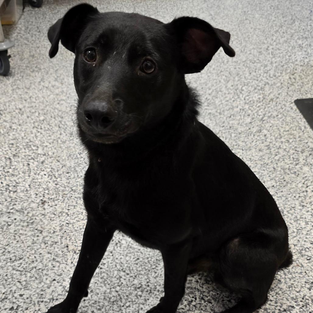 Enlarge Ridge, a Adoptable mixed breed in Madisonville, TN image 3/4