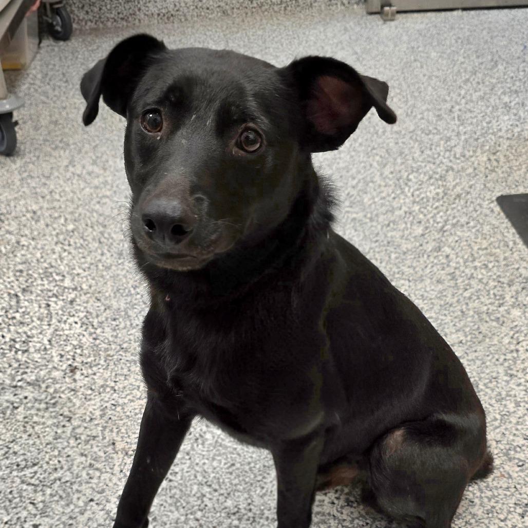 Enlarge Ridge, a Adoptable mixed breed in Madisonville, TN image 4/4