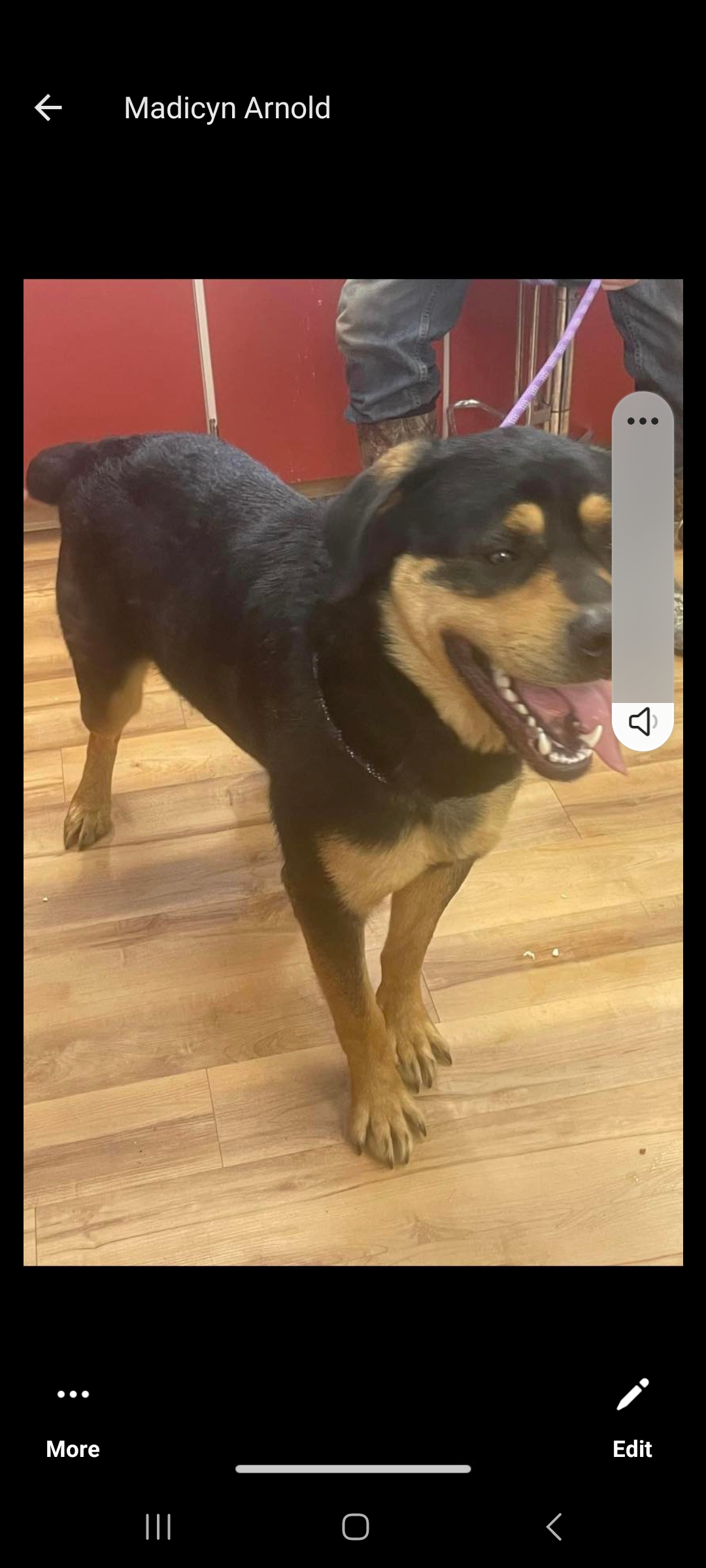 Enlarge Big Dawg, a Adoptable mixed breed in Towanda, PA image 1/2