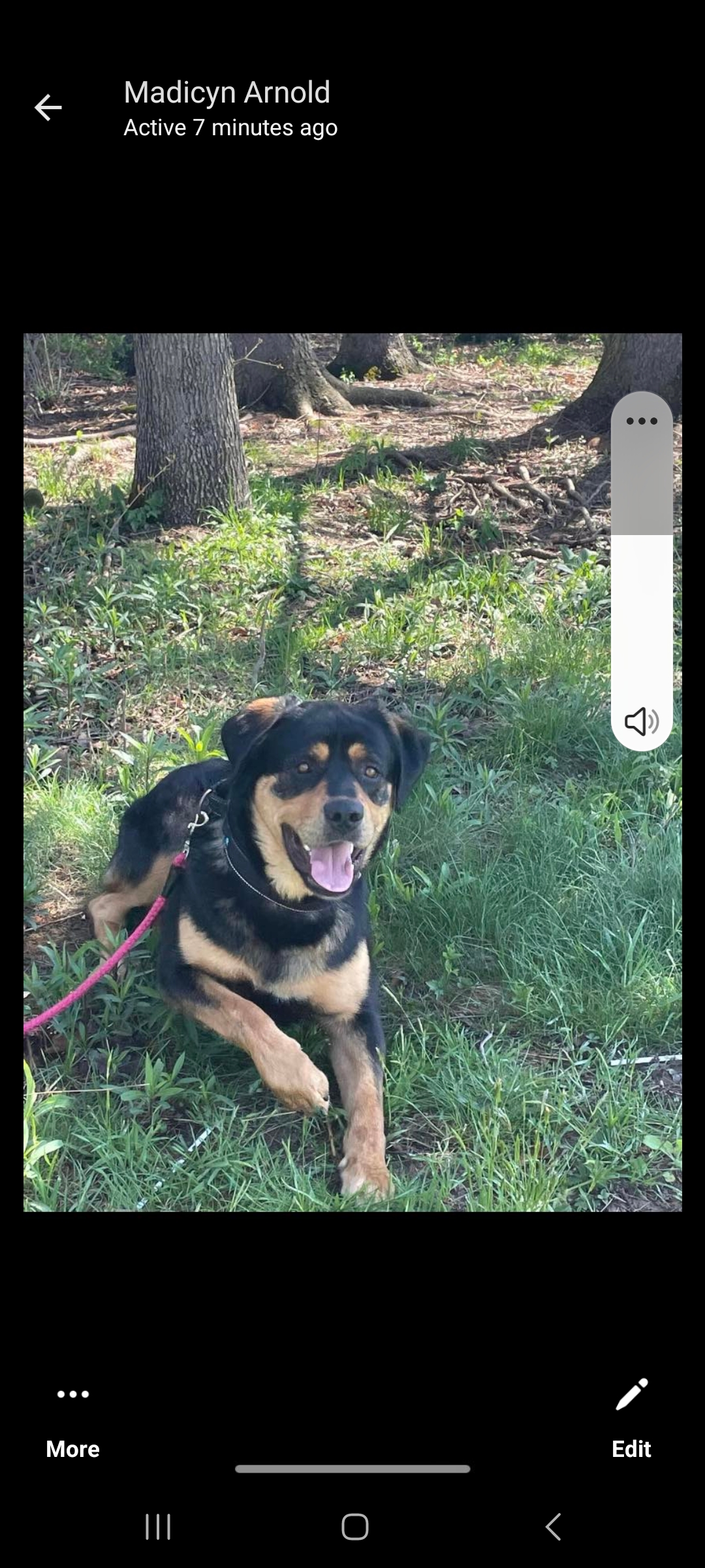 Enlarge Big Dawg, a Adoptable mixed breed in Towanda, PA image 2/2