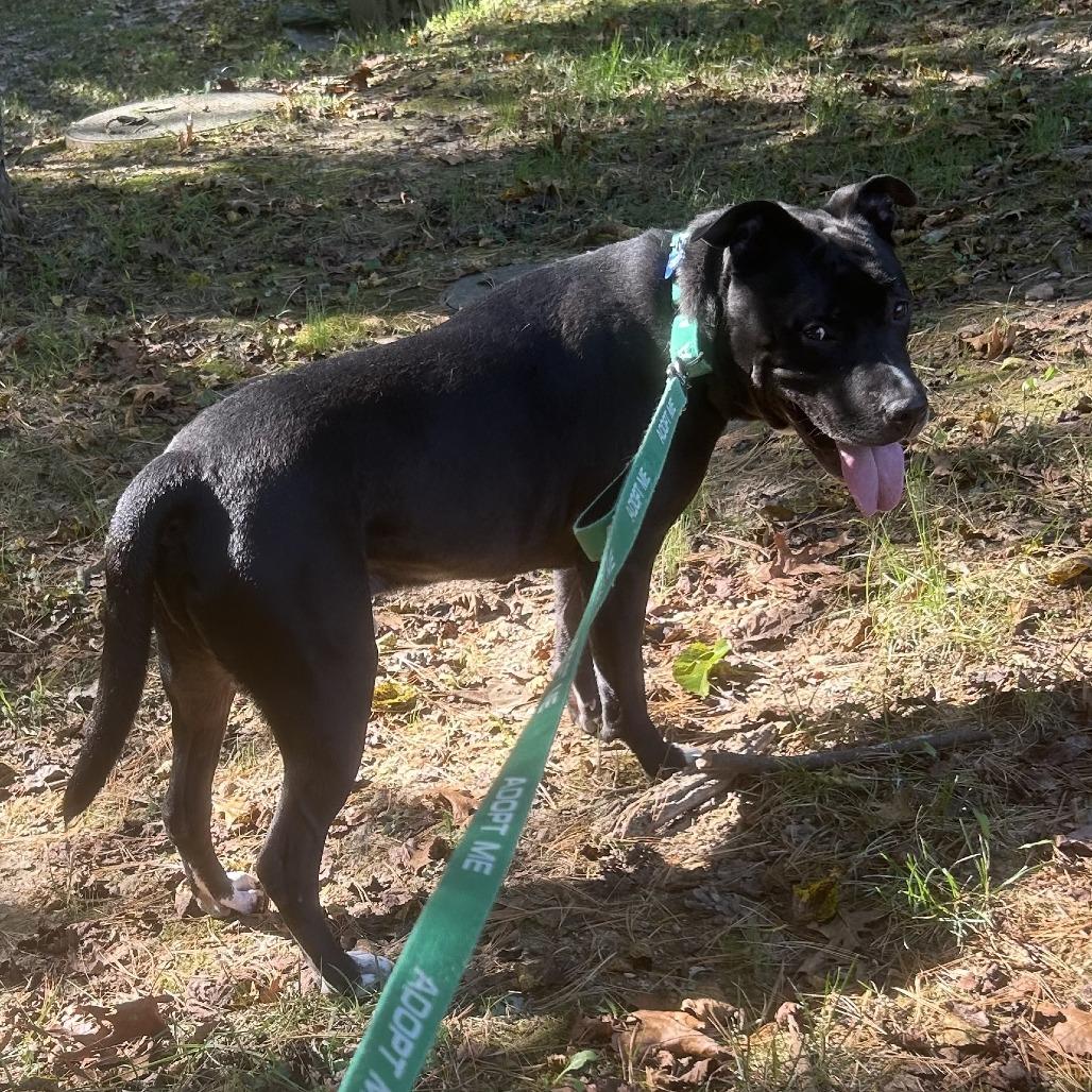 Enlarge Huncho, a Adoptable Pit Bull Terrier in York, PA image 3/6