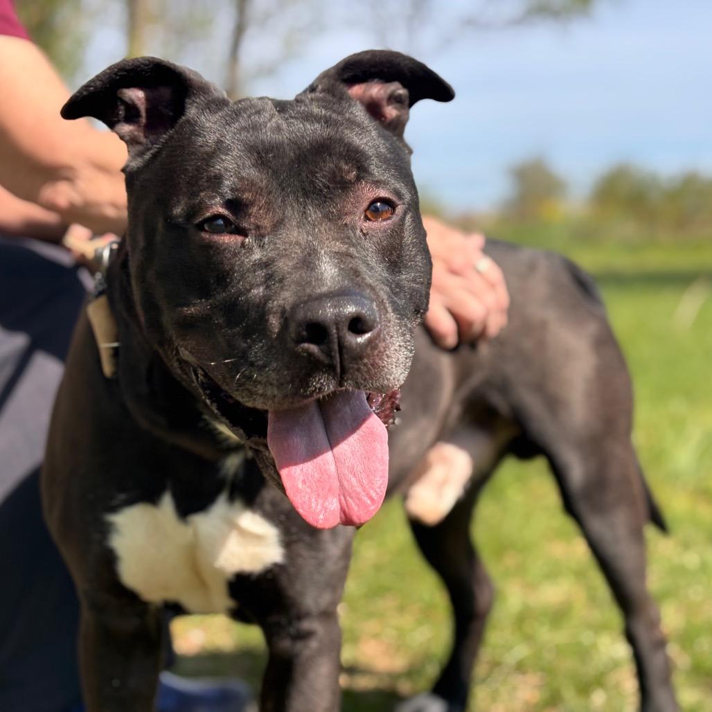 Enlarge Huncho, a Adoptable Pit Bull Terrier in York, PA image 5/6