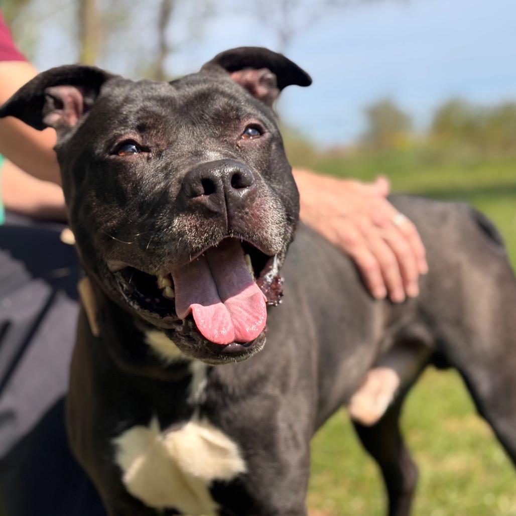 Enlarge Huncho, a Adoptable Pit Bull Terrier in York, PA image 6/6