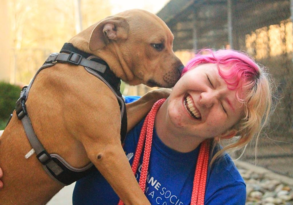 Enlarge Fruit Snack, a Adoptable mixed breed in Utica, MI image 1/4