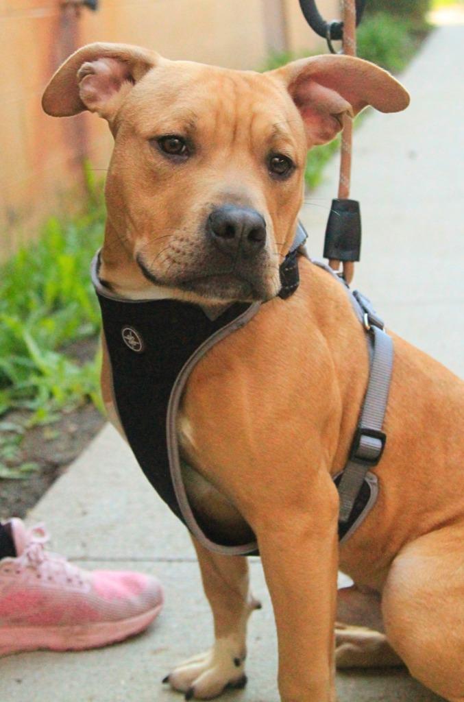 Enlarge Fruit Snack, a Adoptable mixed breed in Utica, MI image 2/4