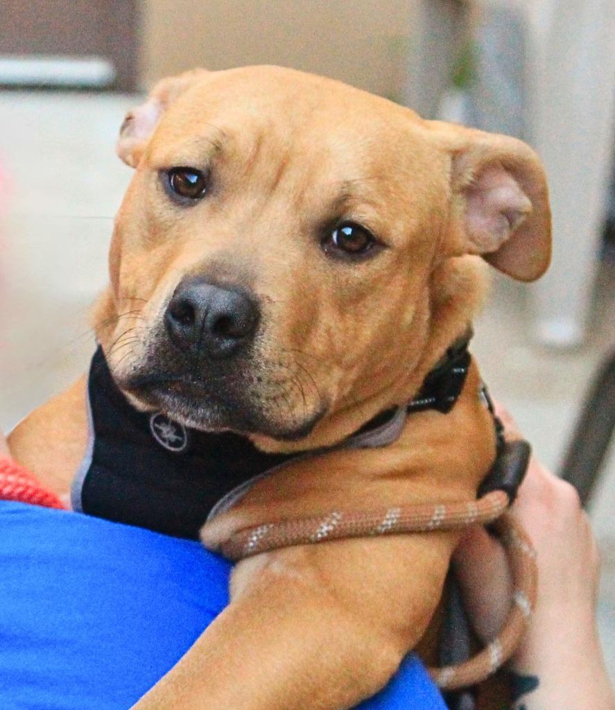 Enlarge Fruit Snack, a Adoptable mixed breed in Utica, MI image 3/4