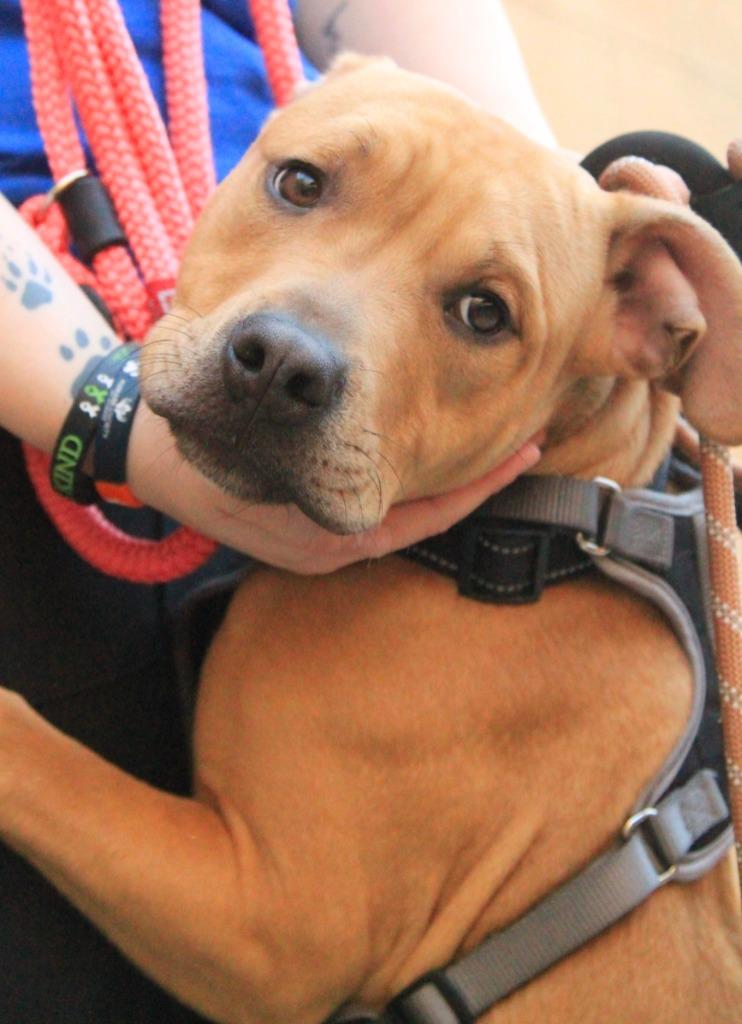 Enlarge Fruit Snack, a Adoptable mixed breed in Utica, MI image 4/4