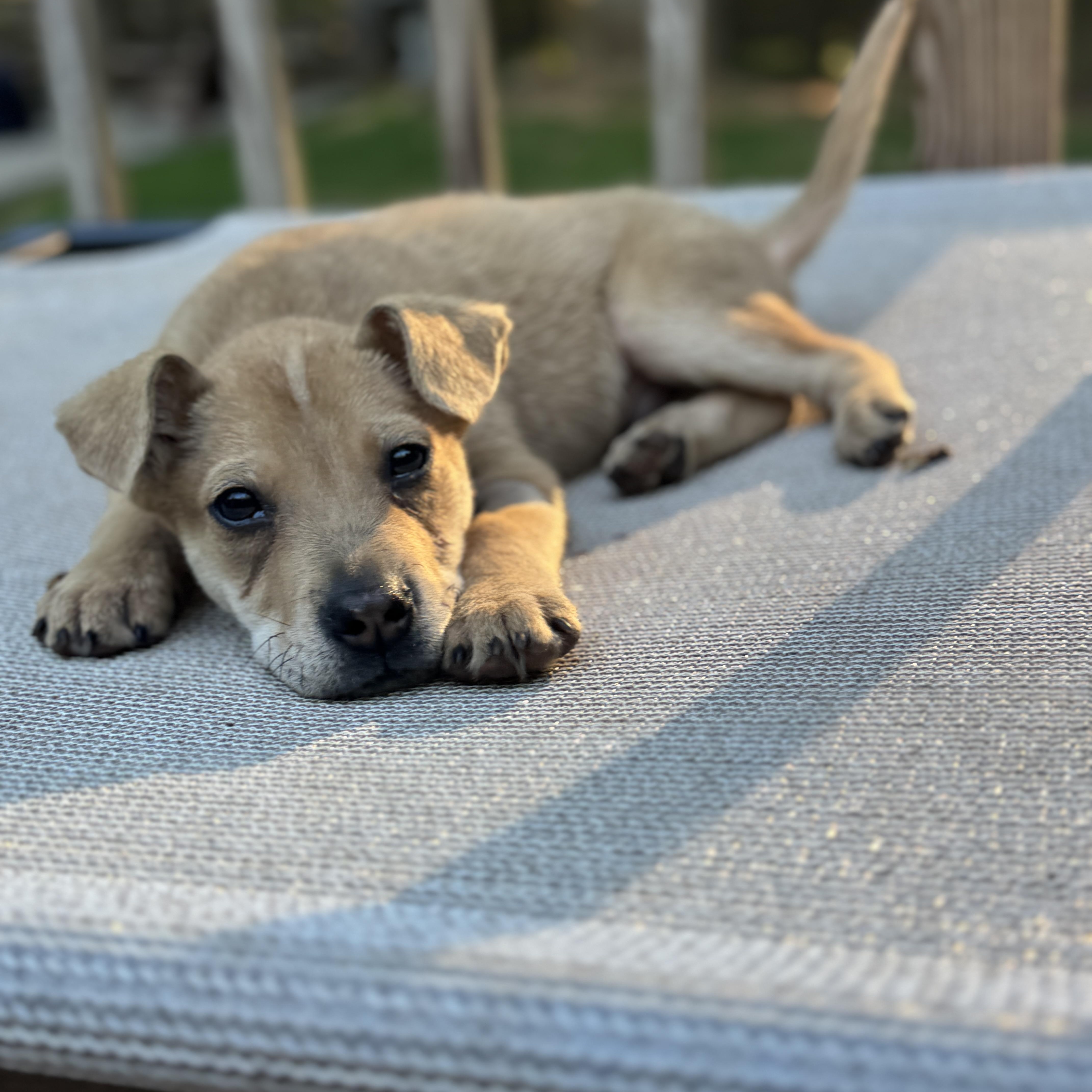 Cortez, a ADOPTABLE mixed breed in Rock Hill, SC image 2/6