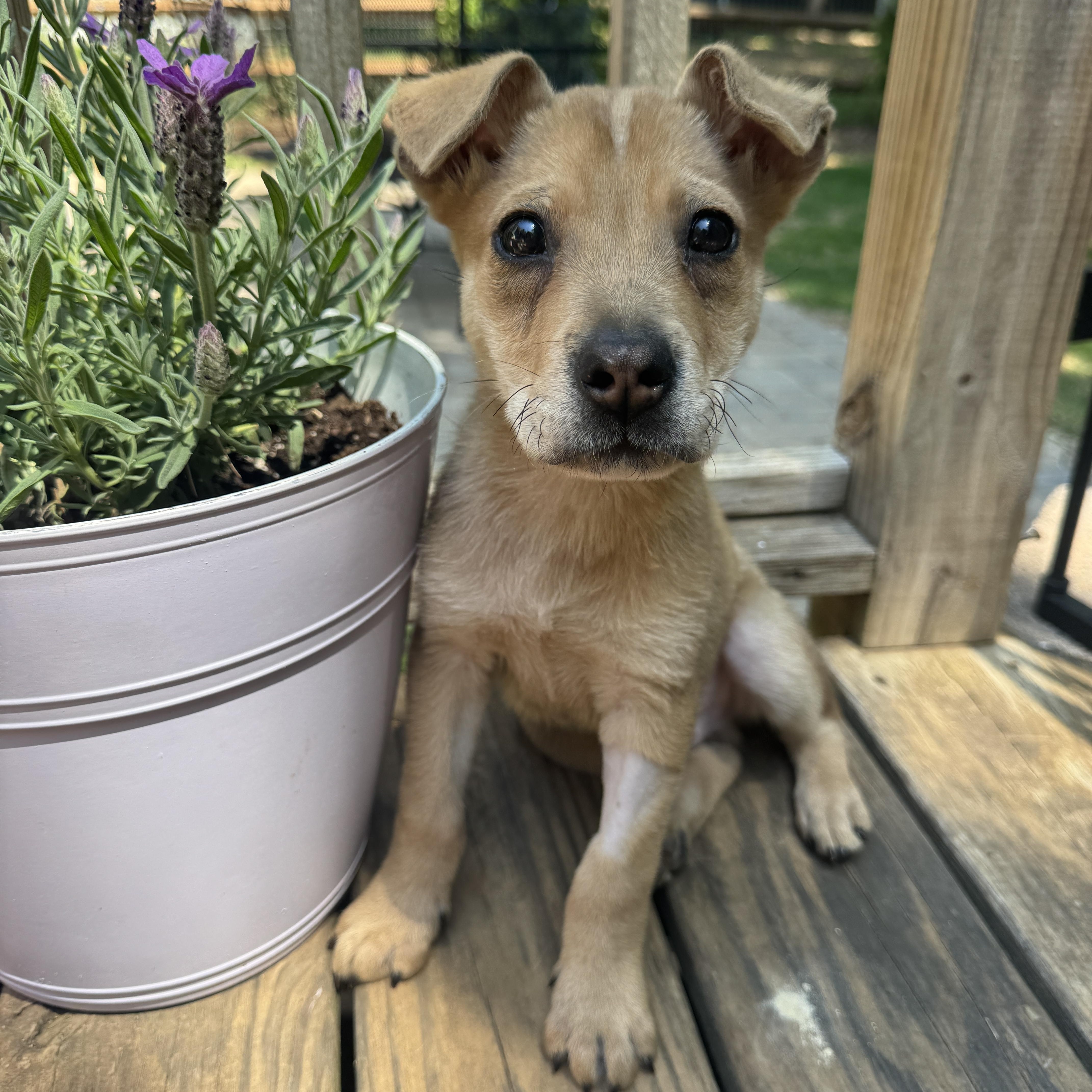 Cortez, a ADOPTABLE mixed breed in Rock Hill, SC image 1/6