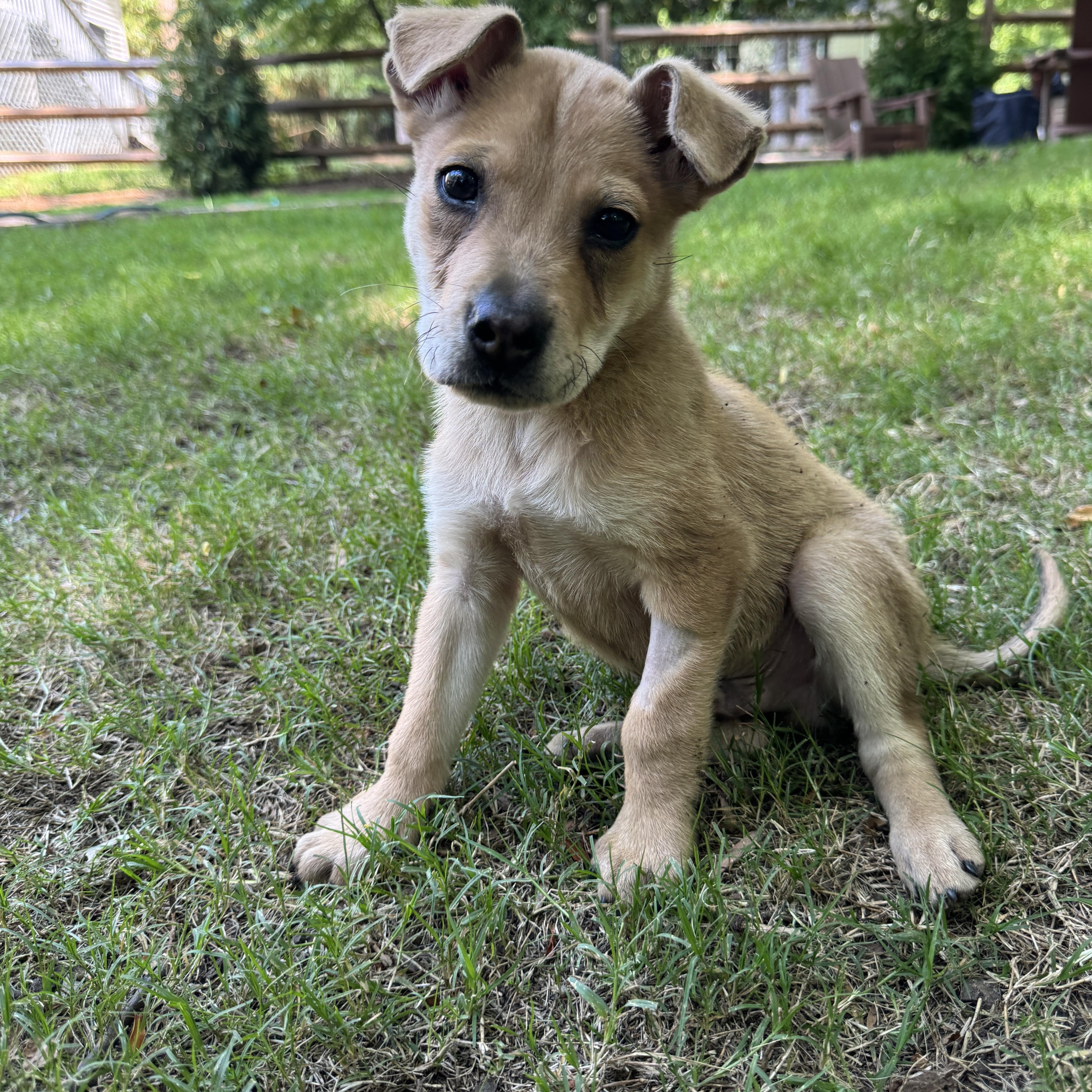 Cortez, a ADOPTABLE mixed breed in Rock Hill, SC image 5/6