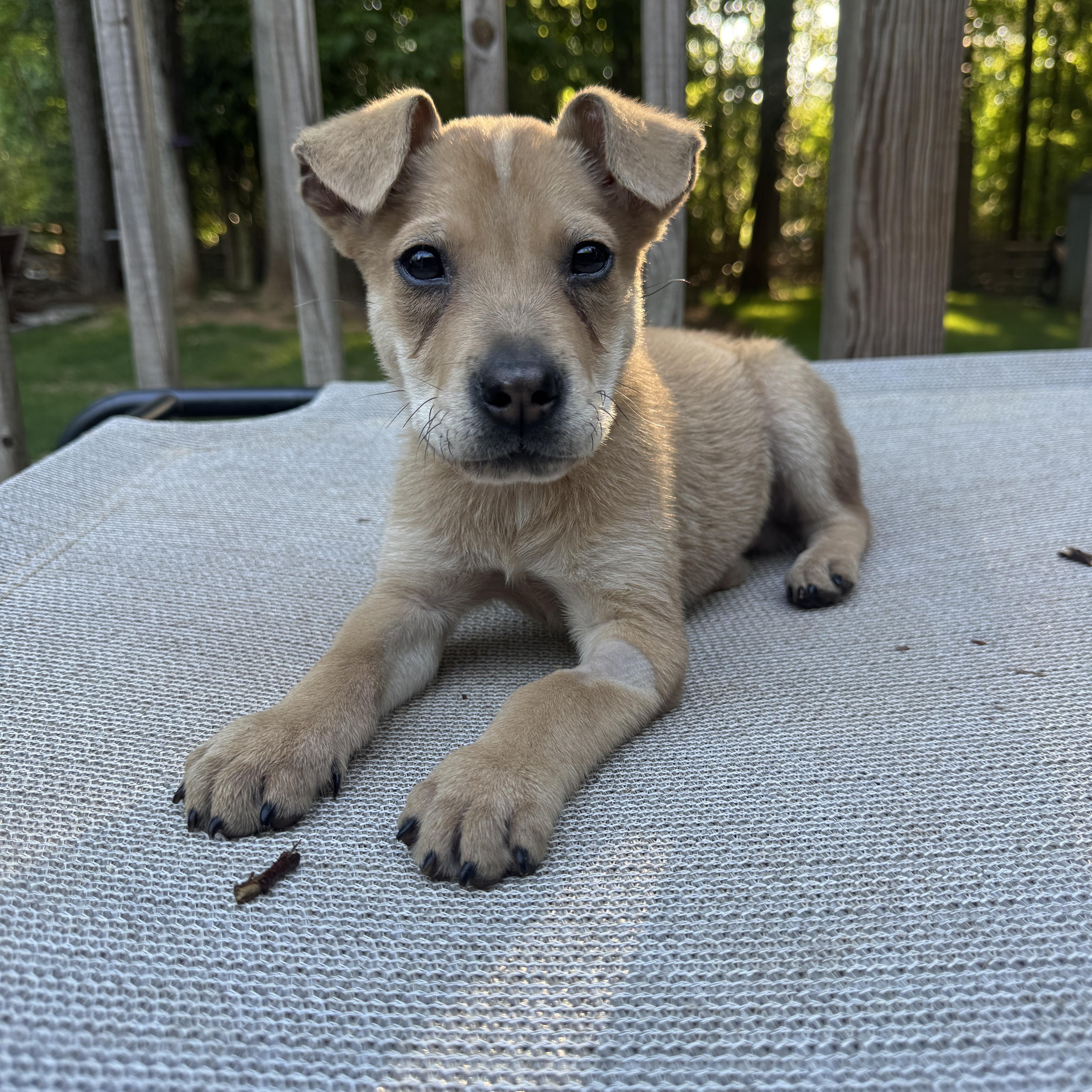 Cortez, a ADOPTABLE mixed breed in Rock Hill, SC image 4/6