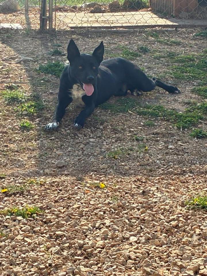 Enlarge Battie, a ADOPTABLE mixed breed in Munfordville, KY image 1/3