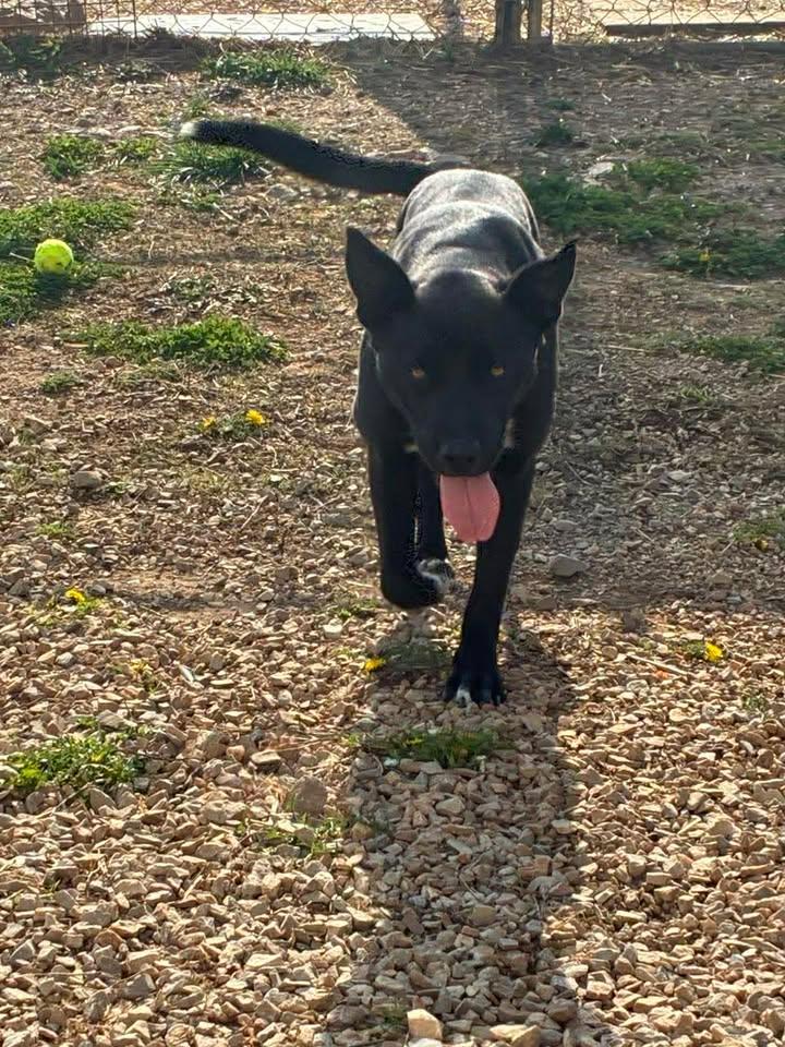 Enlarge Battie, a ADOPTABLE mixed breed in Munfordville, KY image 2/3