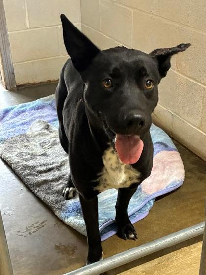 Enlarge Battie, a ADOPTABLE mixed breed in Munfordville, KY image 1/1