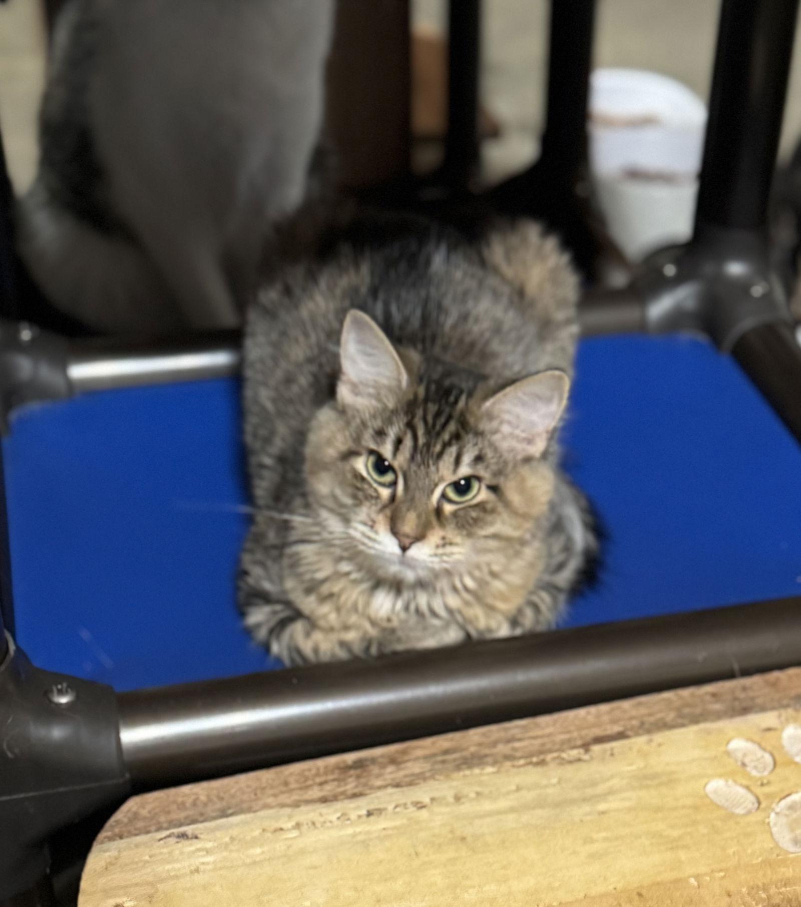 Sunbeam, Adopted, Young Female Domestic Medium Hair & Tabby.